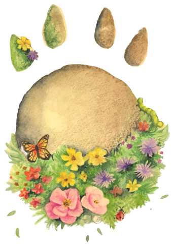 Turtle Tears and the Butterfly