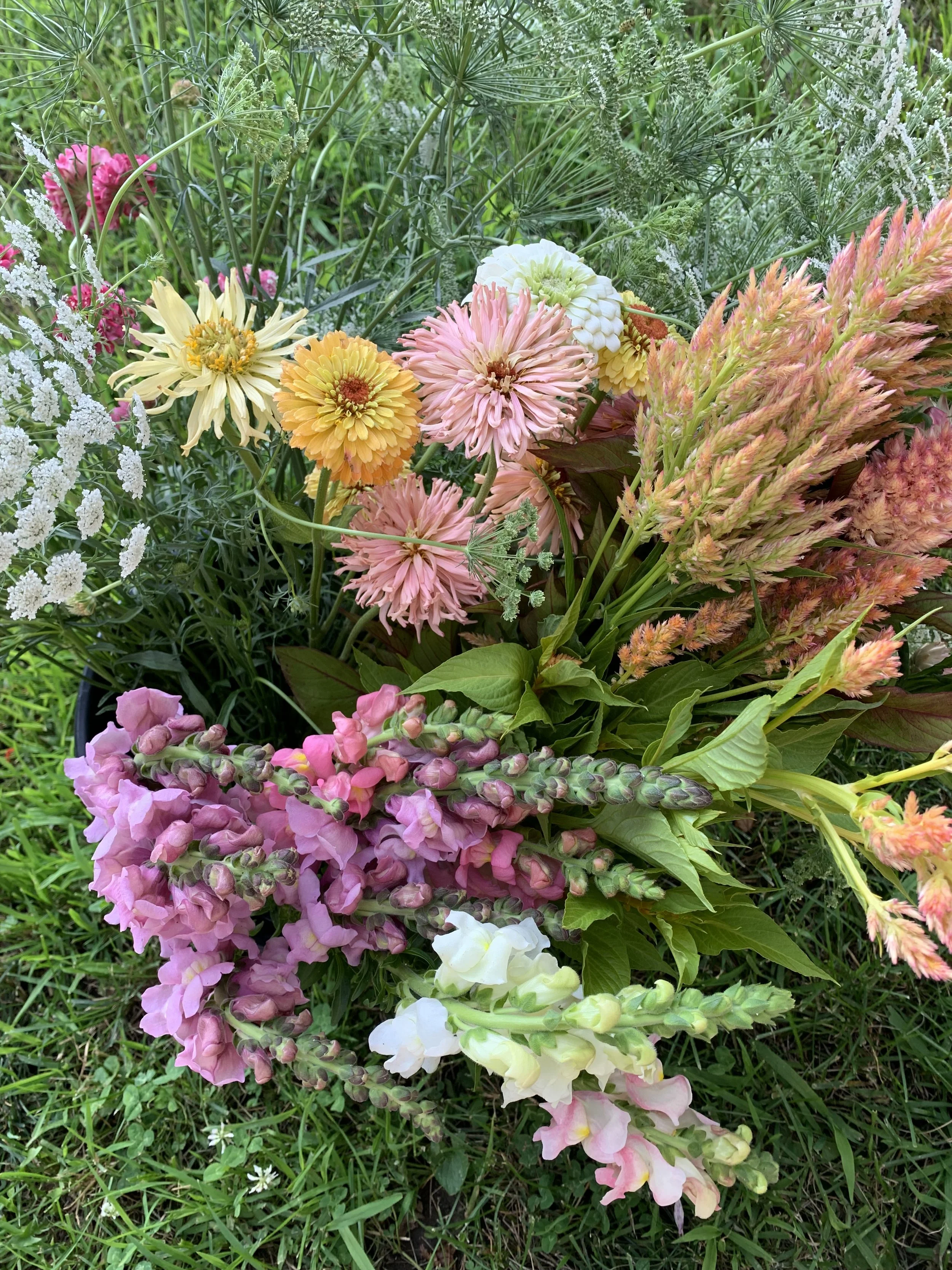 Bulk Blooms
