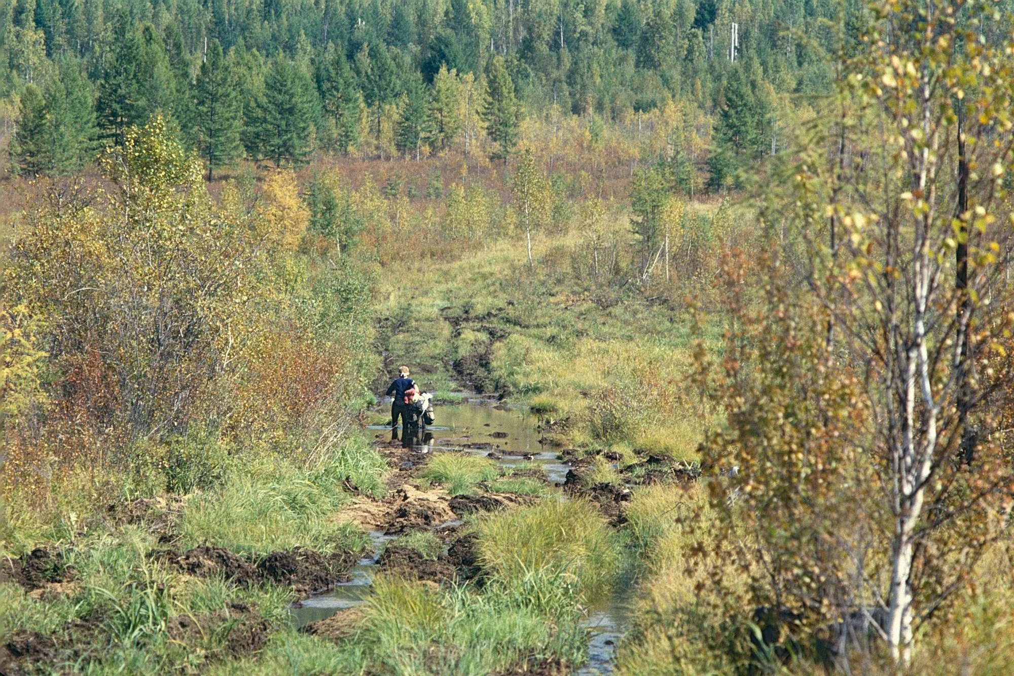 Howard navigates the swamp. The first Fall colors and cooler days remind us that winter is coming. 