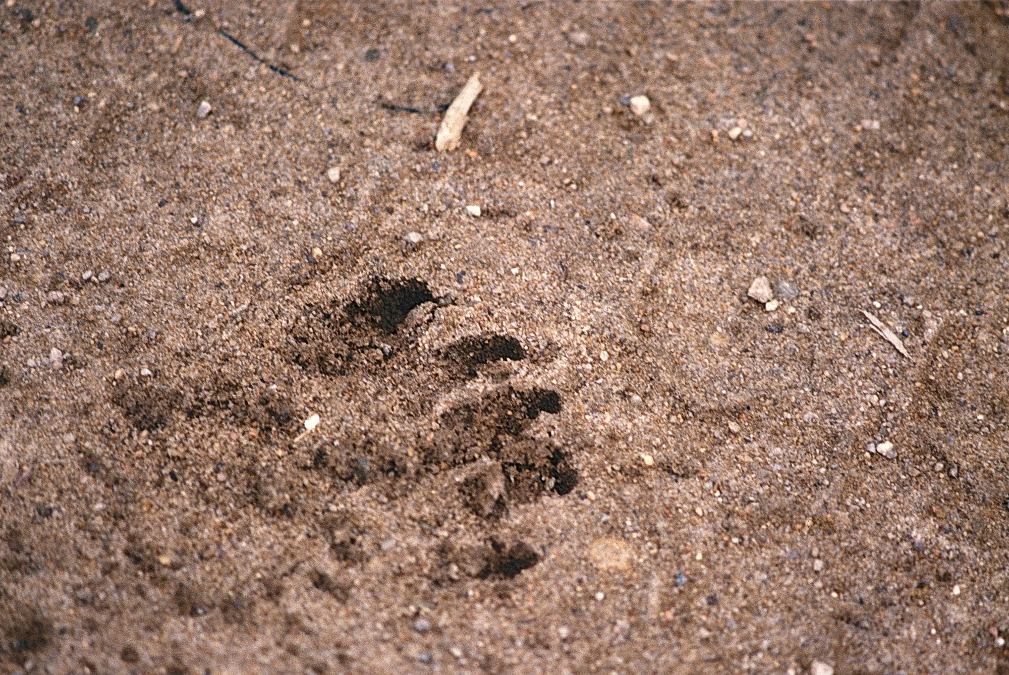 Siberian interval training: after dropping back to shoot a wide landscape of the group in the taiga, I saw a bear and two cubs cross the trail between the group and me. I gave them plenty of time before moving forward, snapping this frame, and "sprin