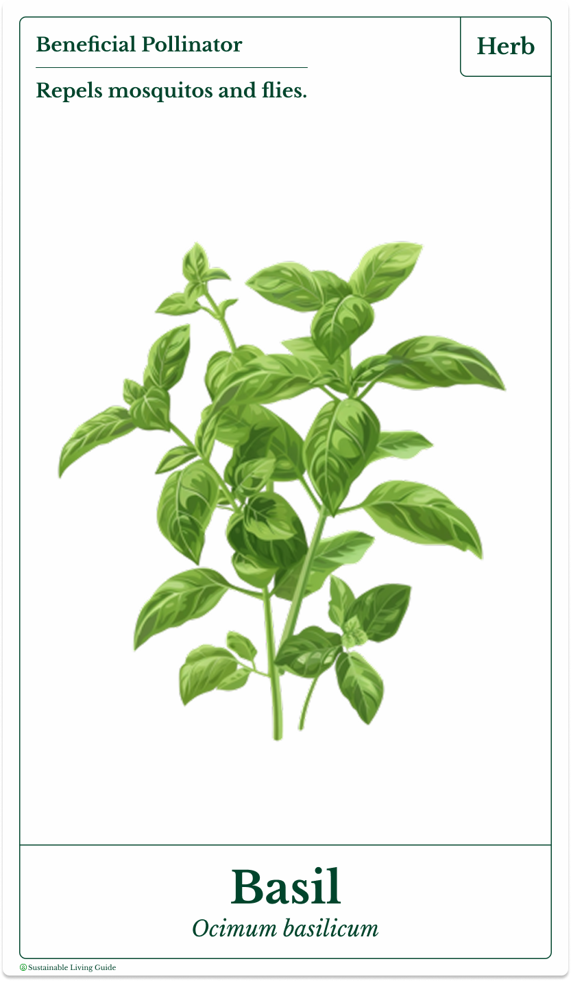 Illustration of a basil plant with green leaves, labeled as 'Basil' with species name 'Ocimum basilicum' and a note that it is a beneficial herb that repels mosquitoes and flies.