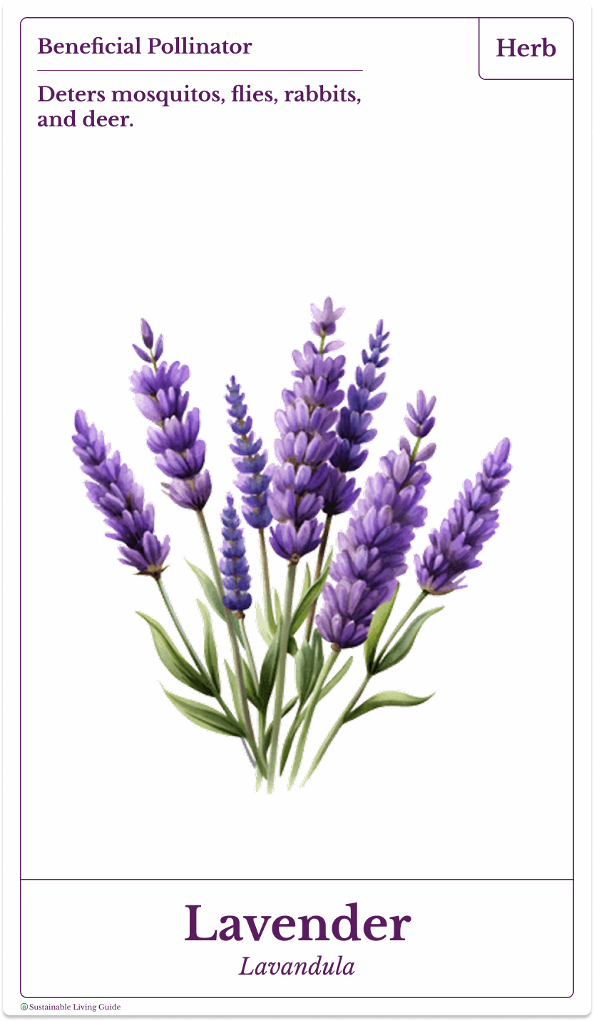Illustration of a bunch of lavender flowers with green stems and leaves.