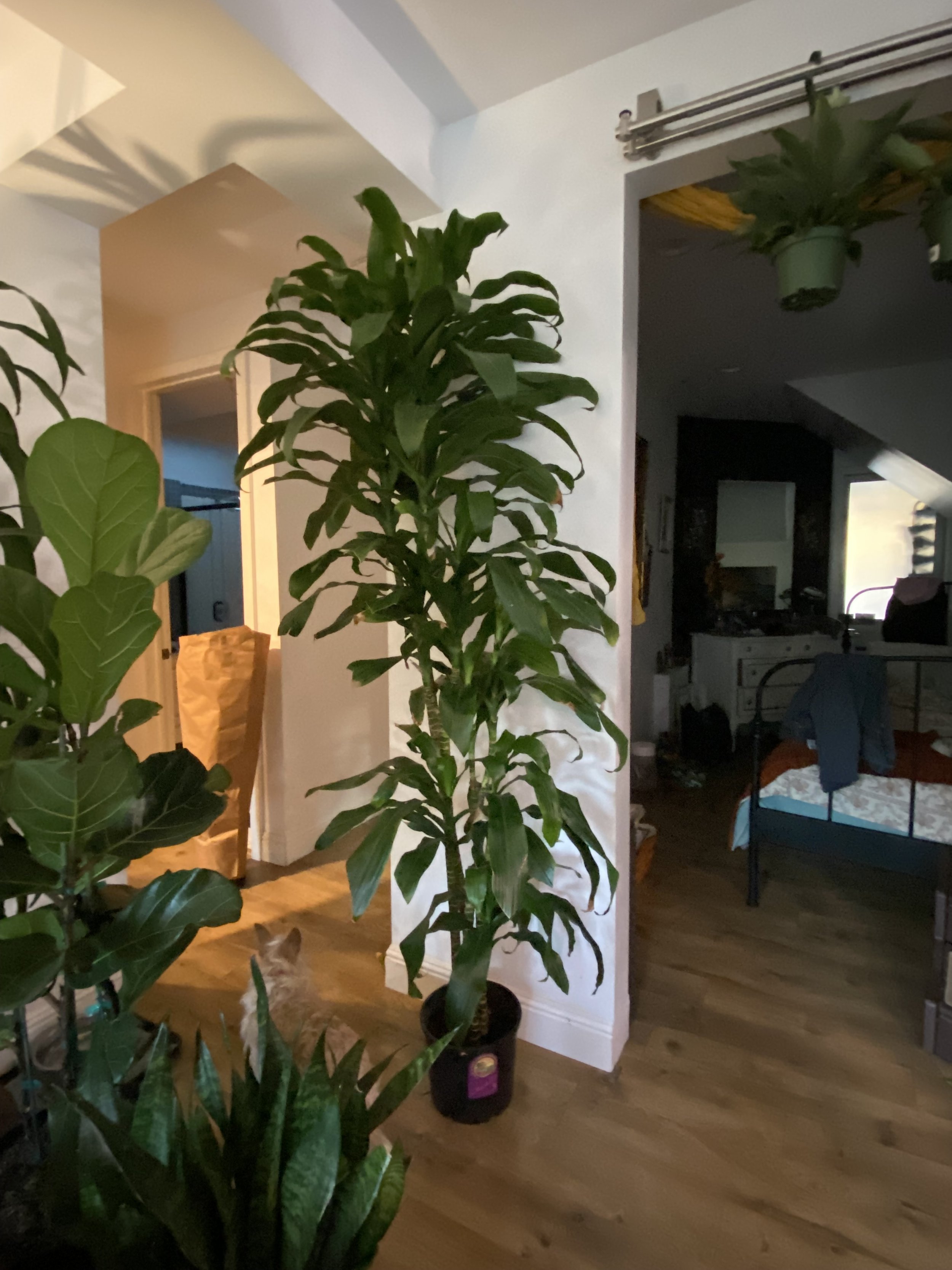 IMG_3754.jpeg