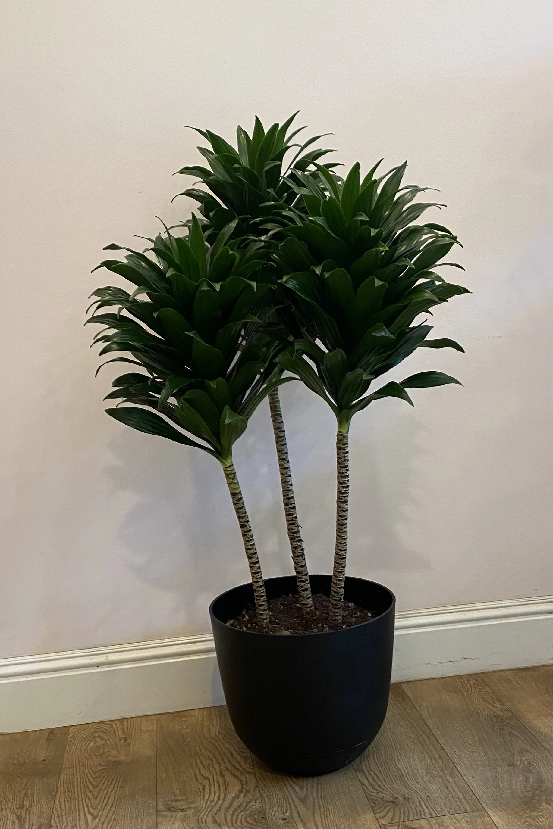 Dracaena Janet Craig