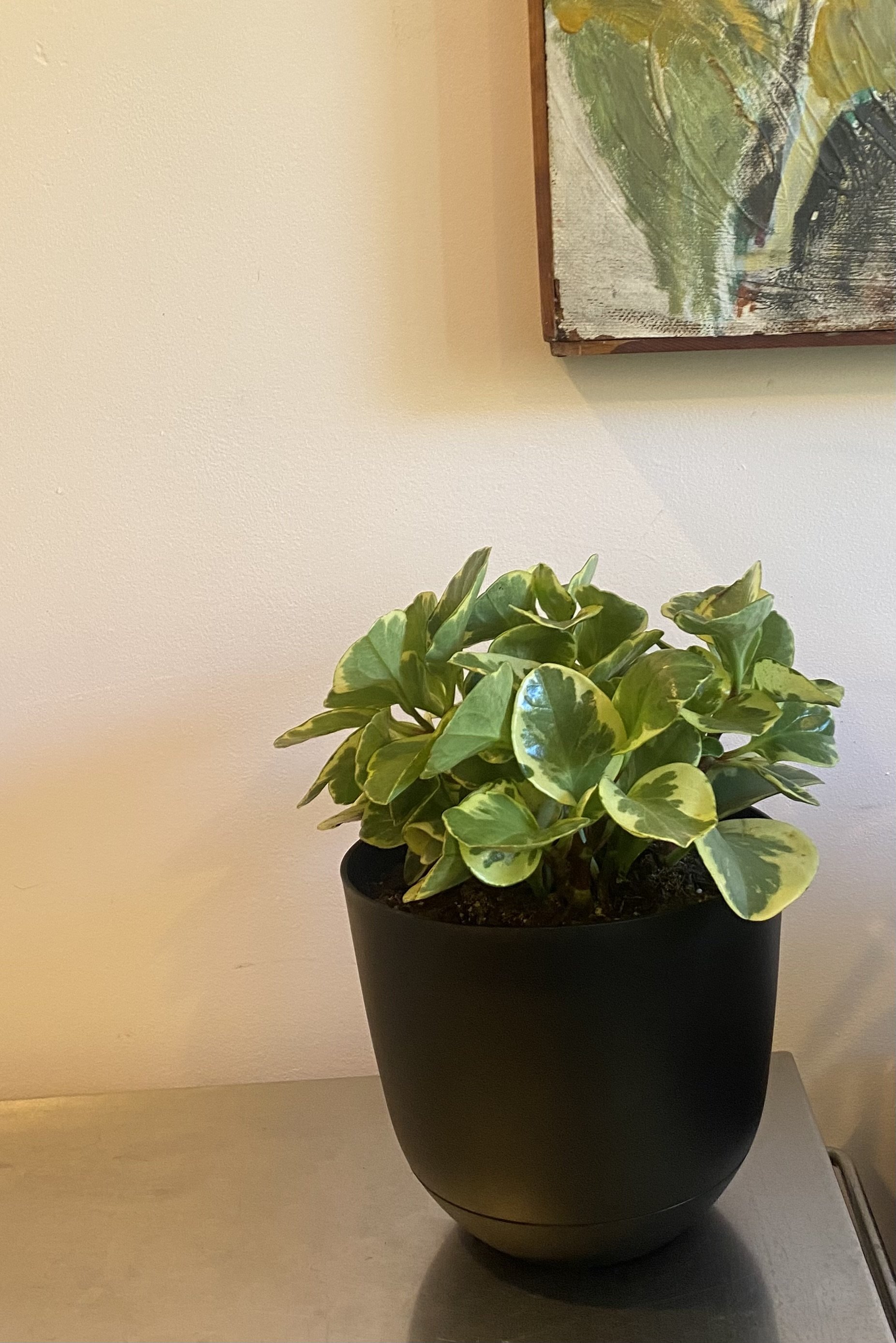 Peperomia