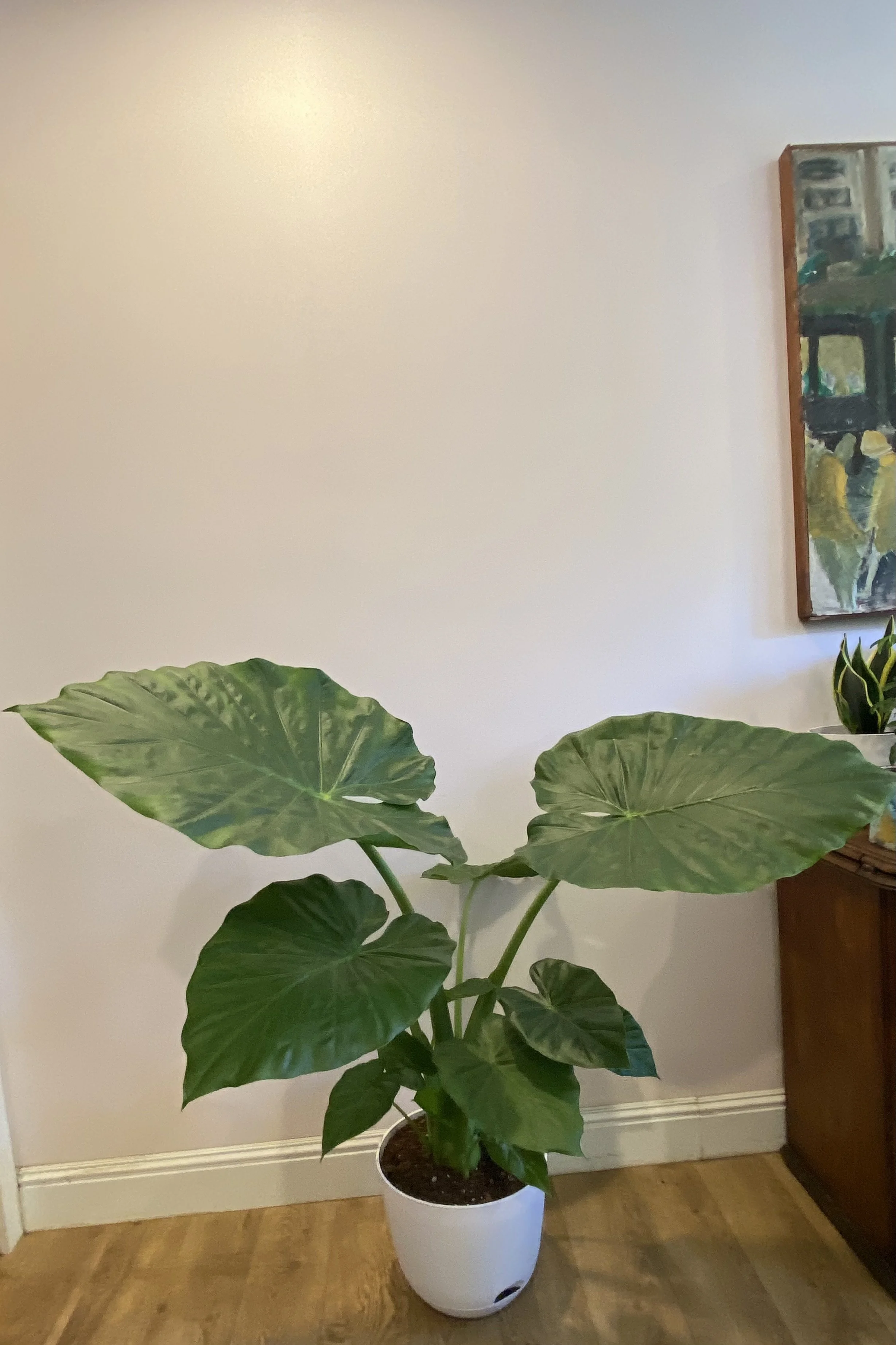 IMG_3042.jpeg
