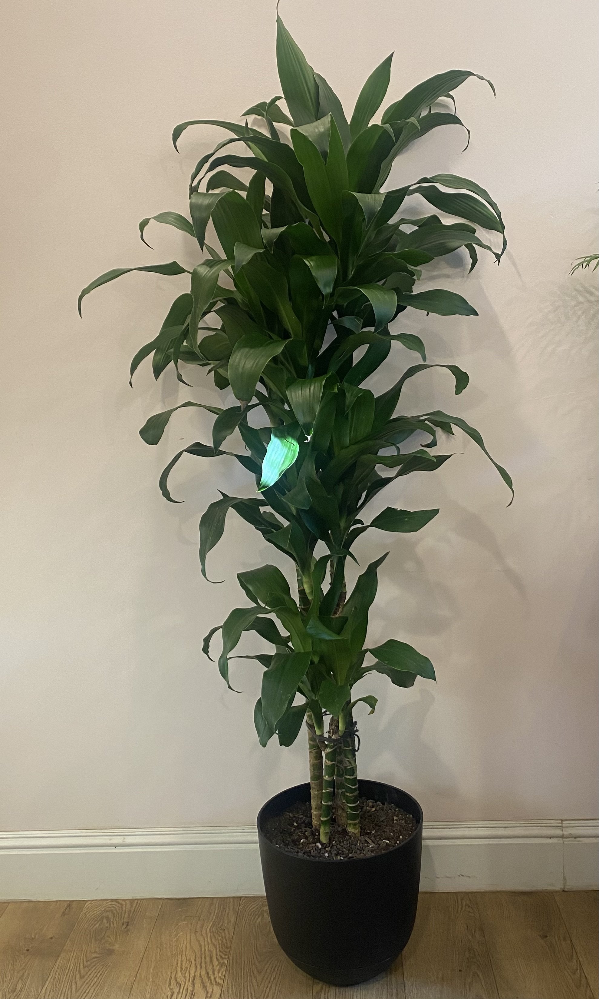 Dracaena Lisa
