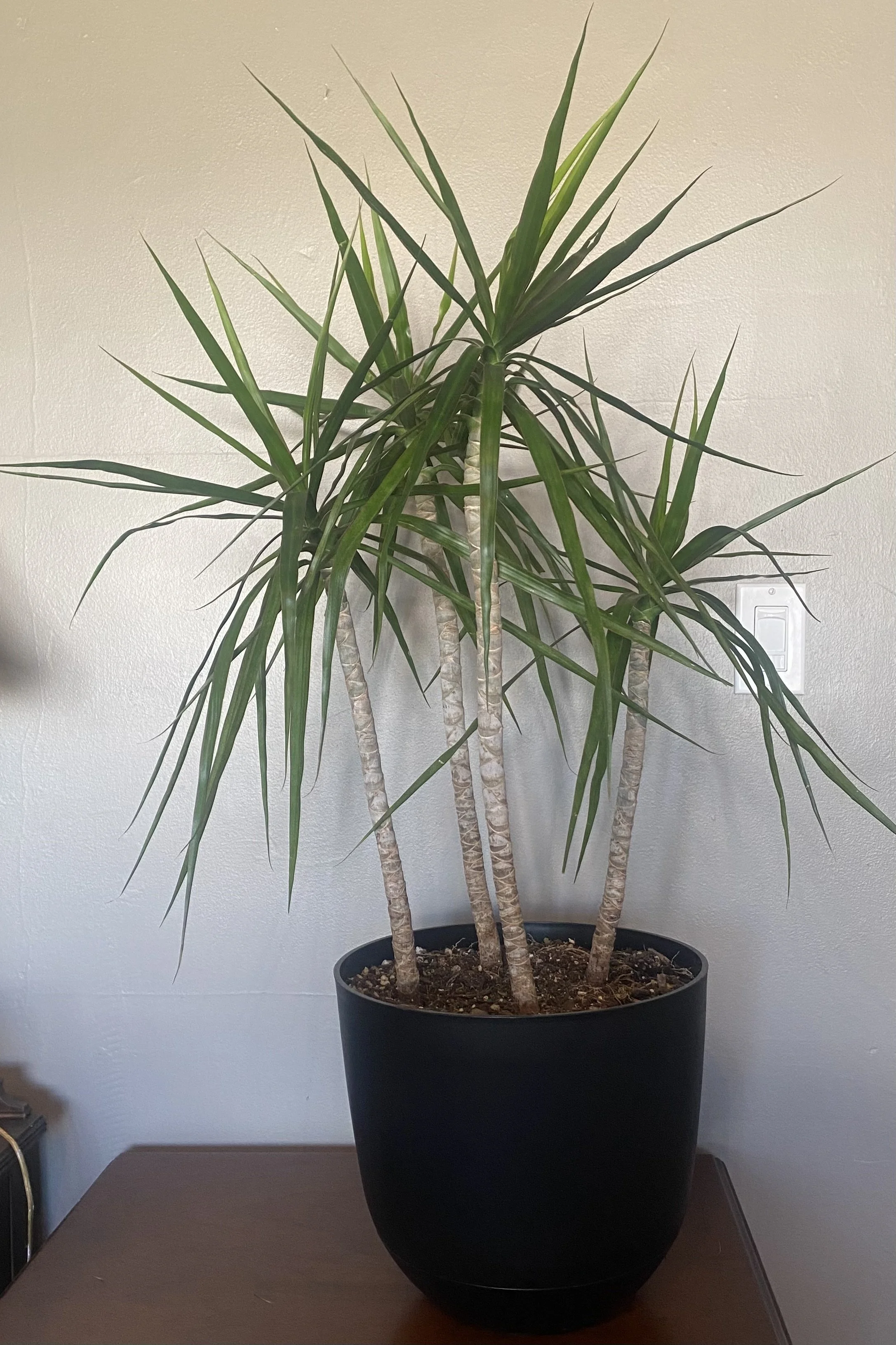 Dracaena Tips