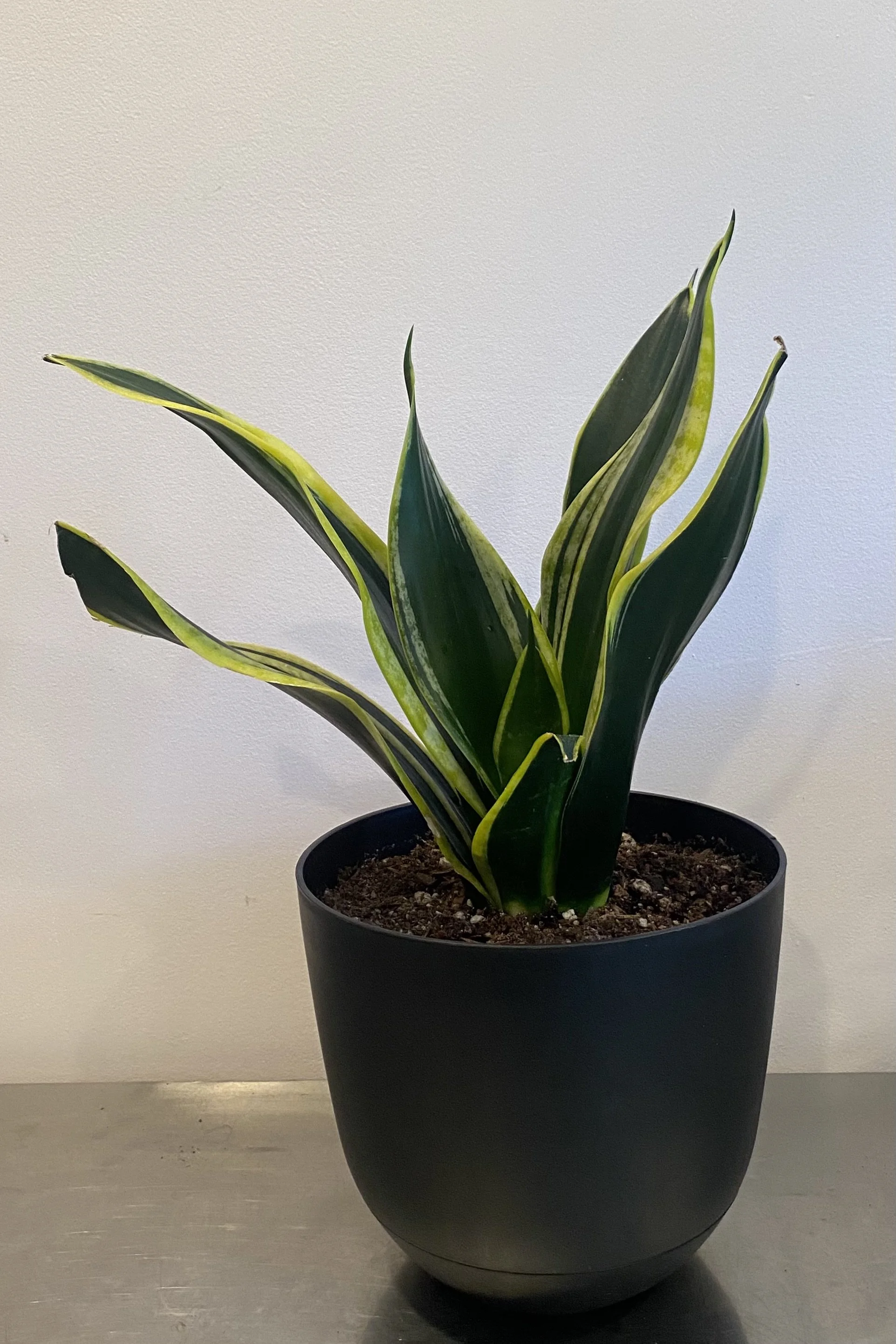 Snake Plant Zeylanica