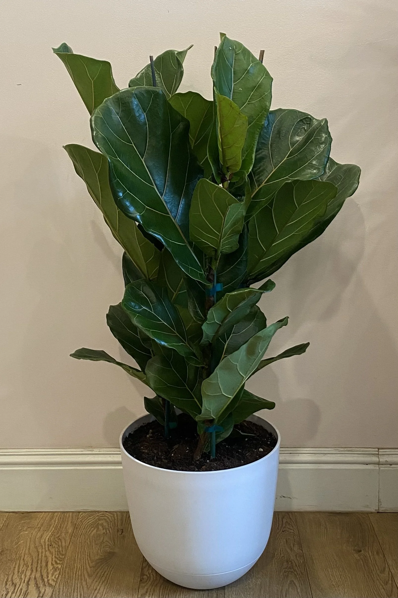 Fiddle Leaf Fig