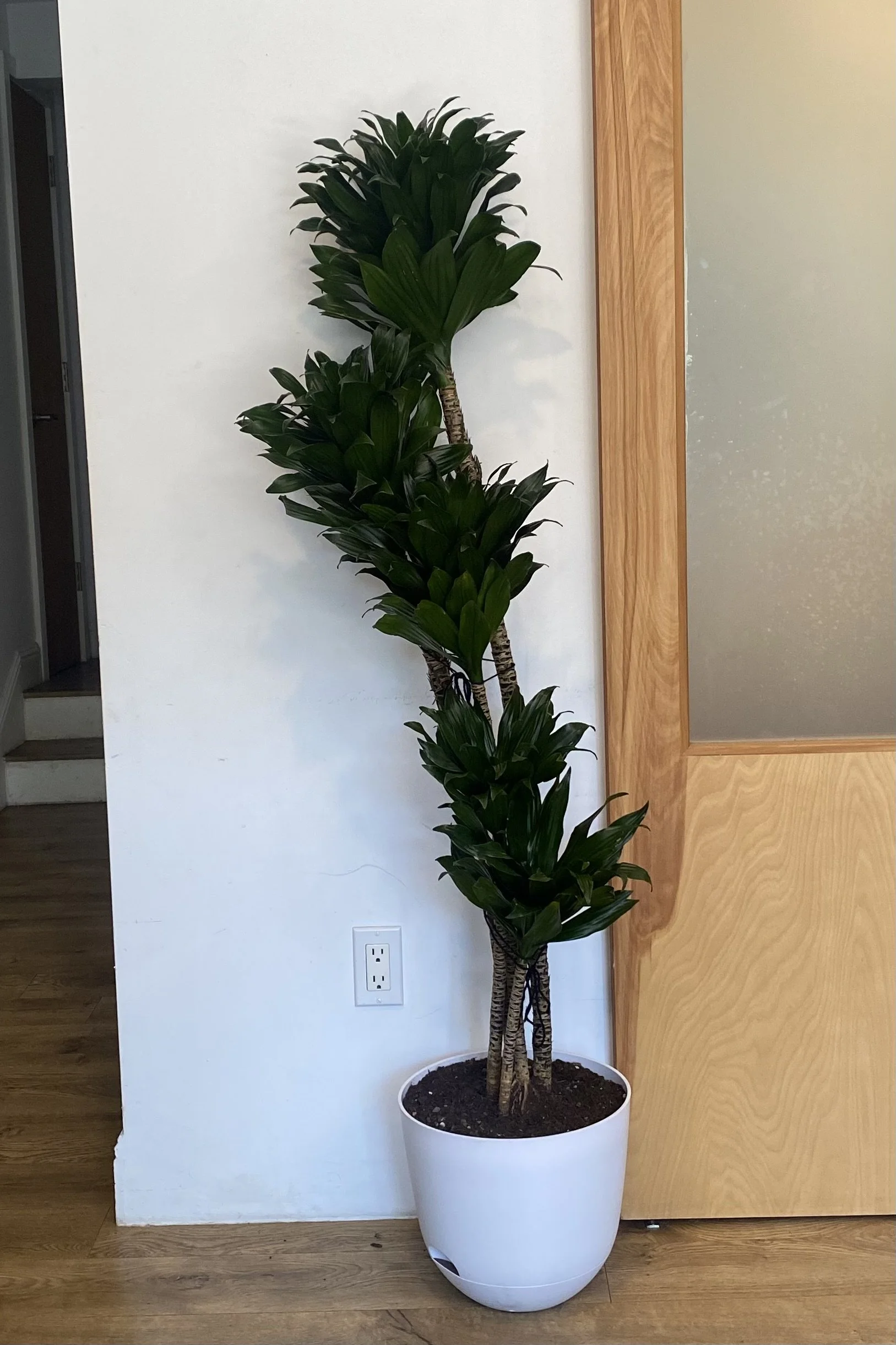 Dracaena Janet Craig