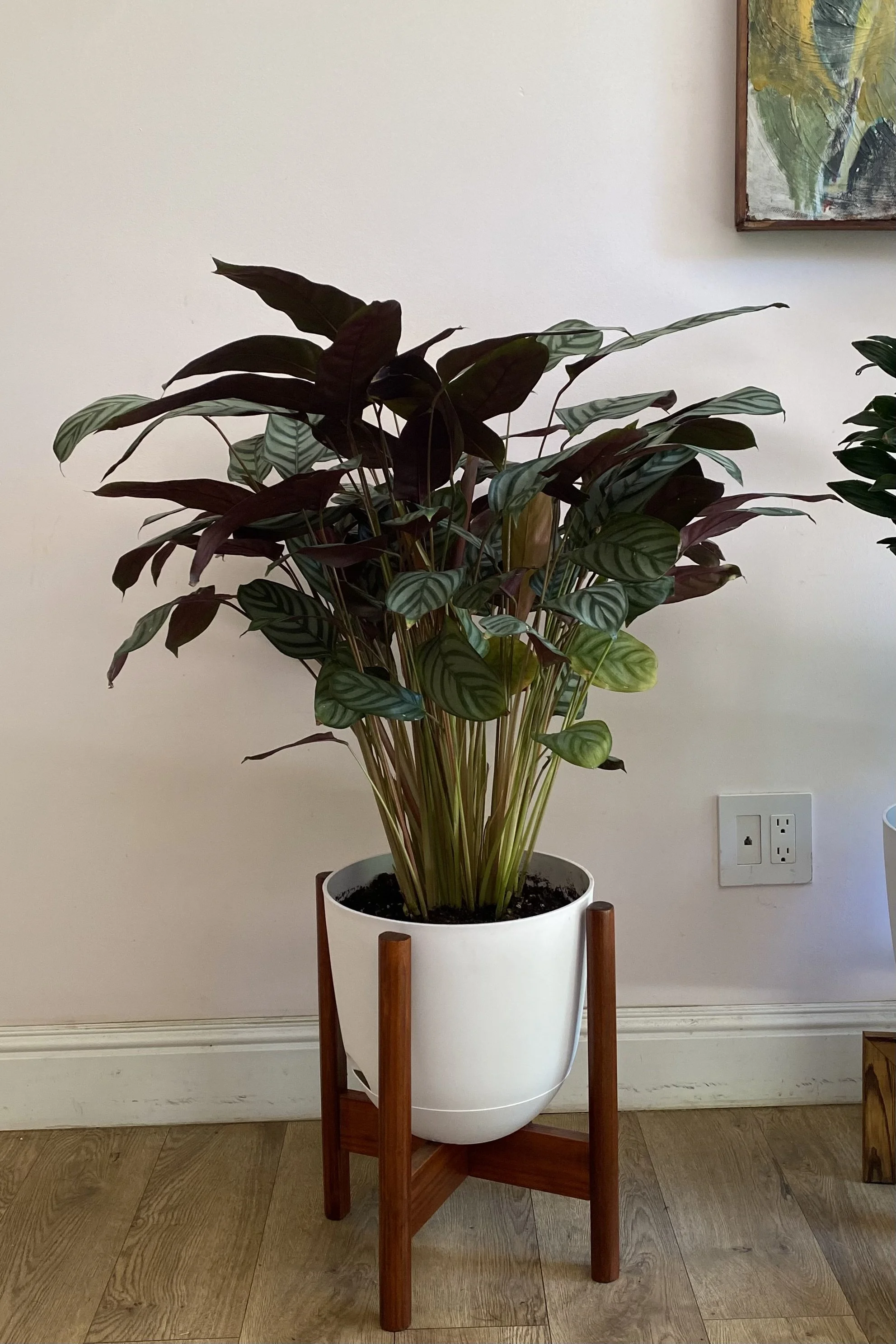 Calathea