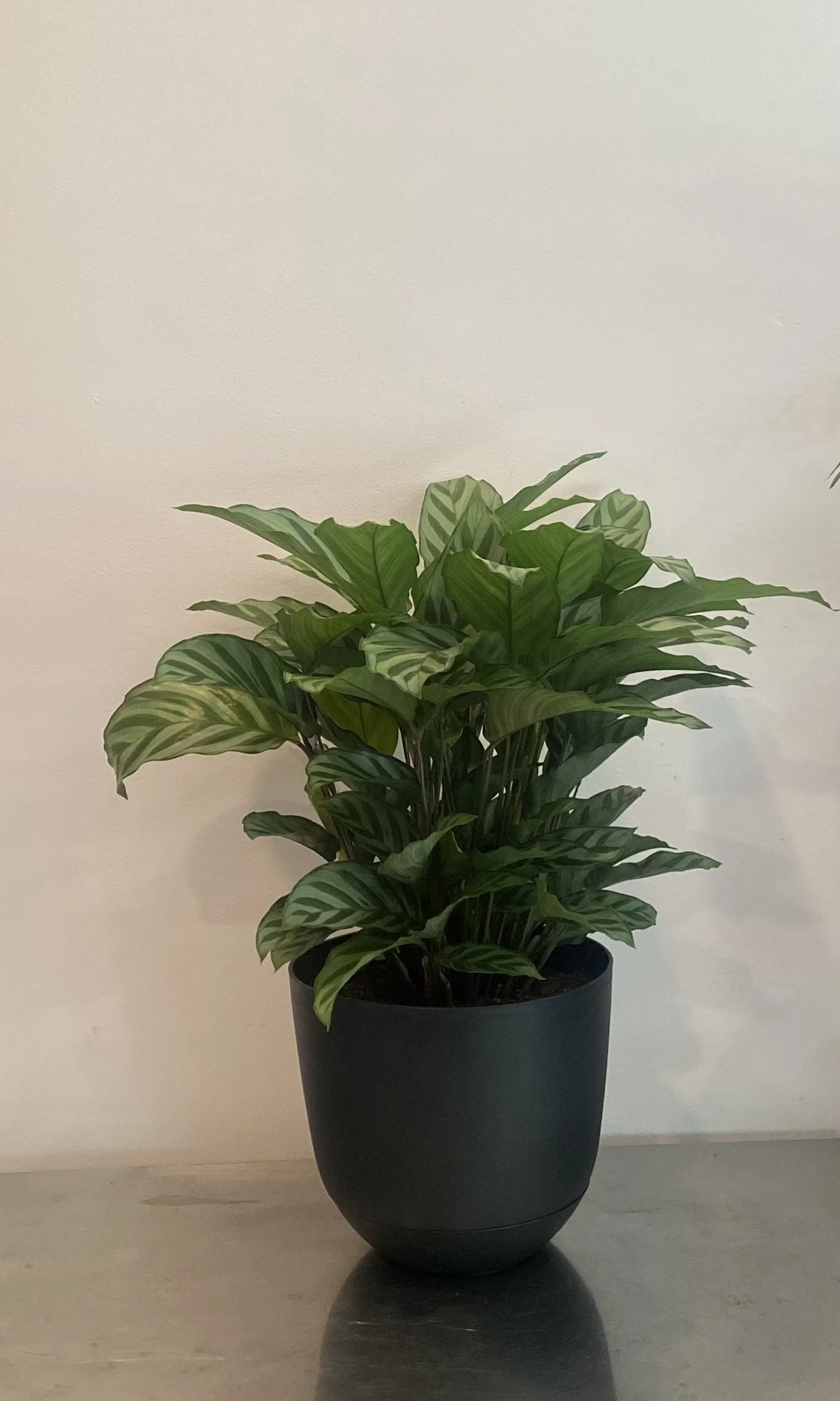 Calathea