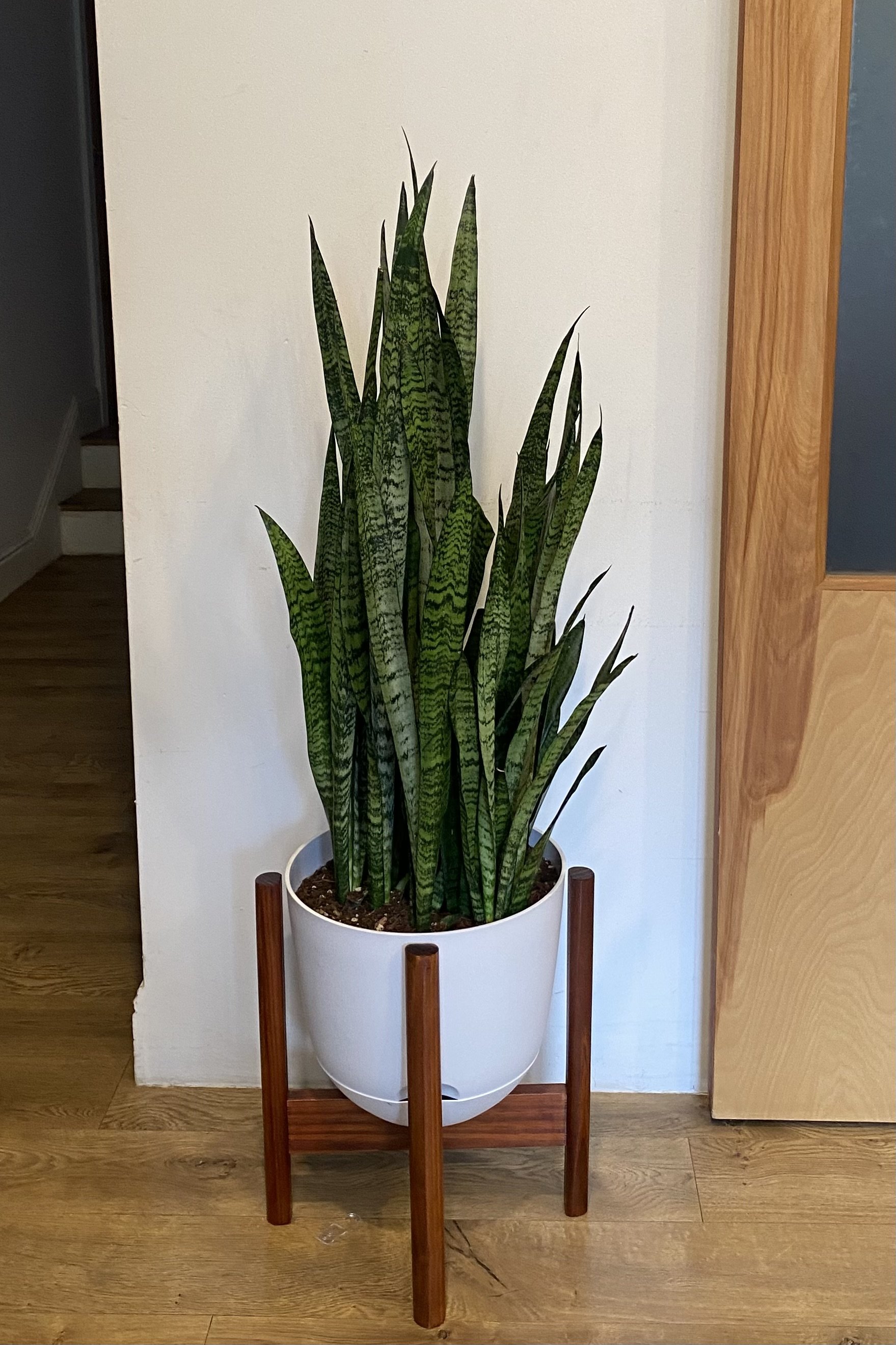 Snake Plant Zeylanica