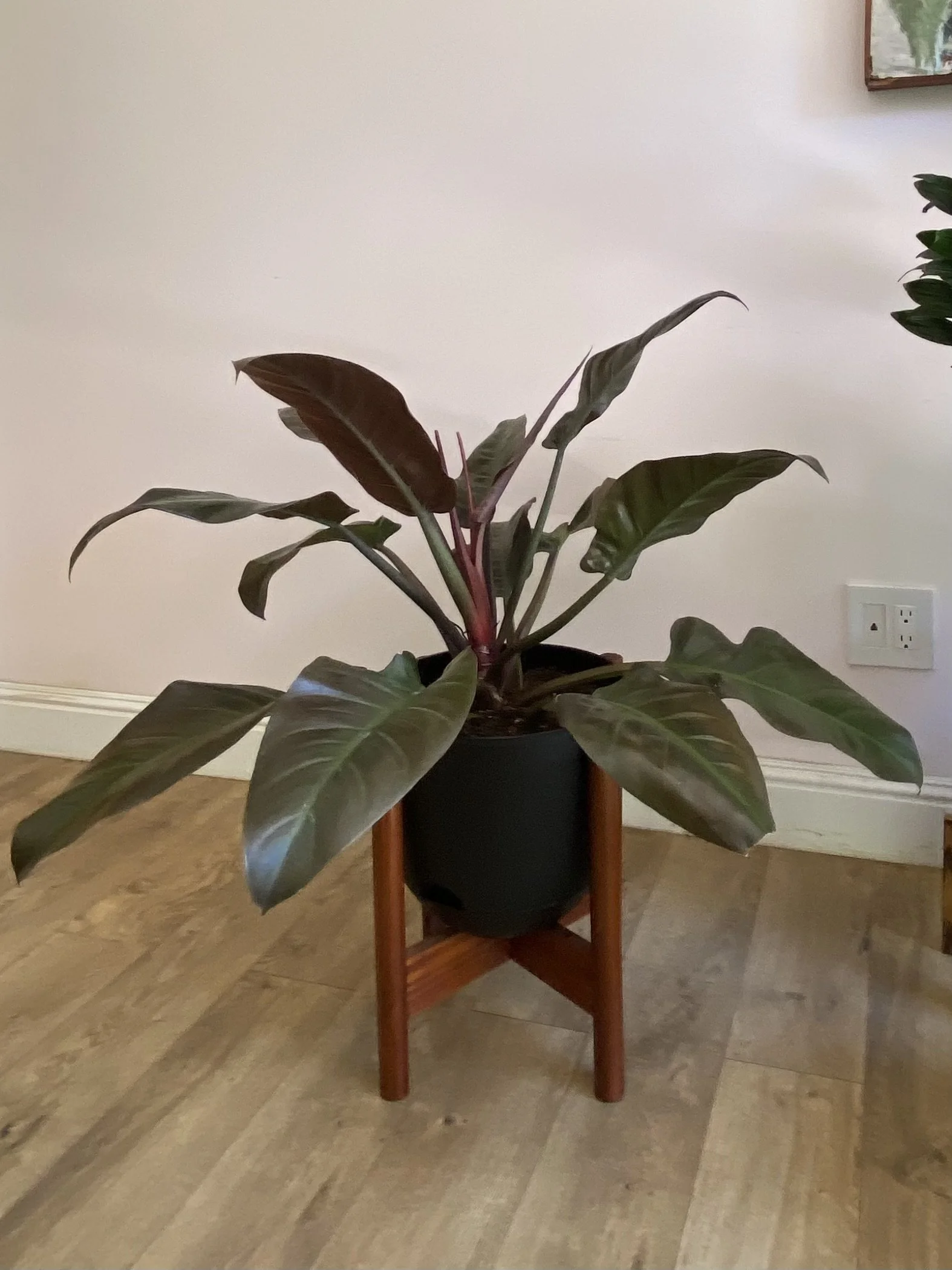 Philodendron Imperial Red