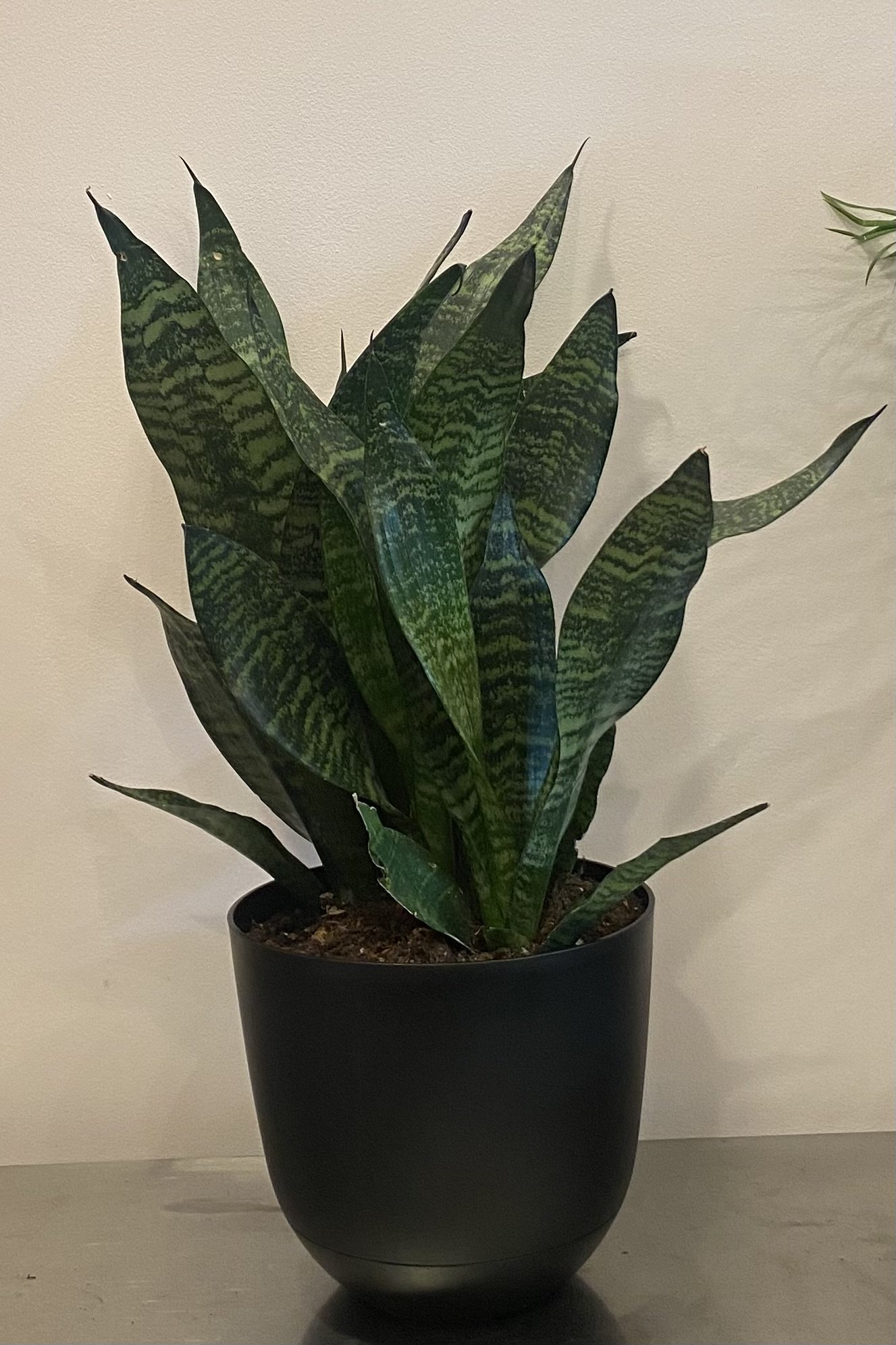 Snake Plant Zeylanica