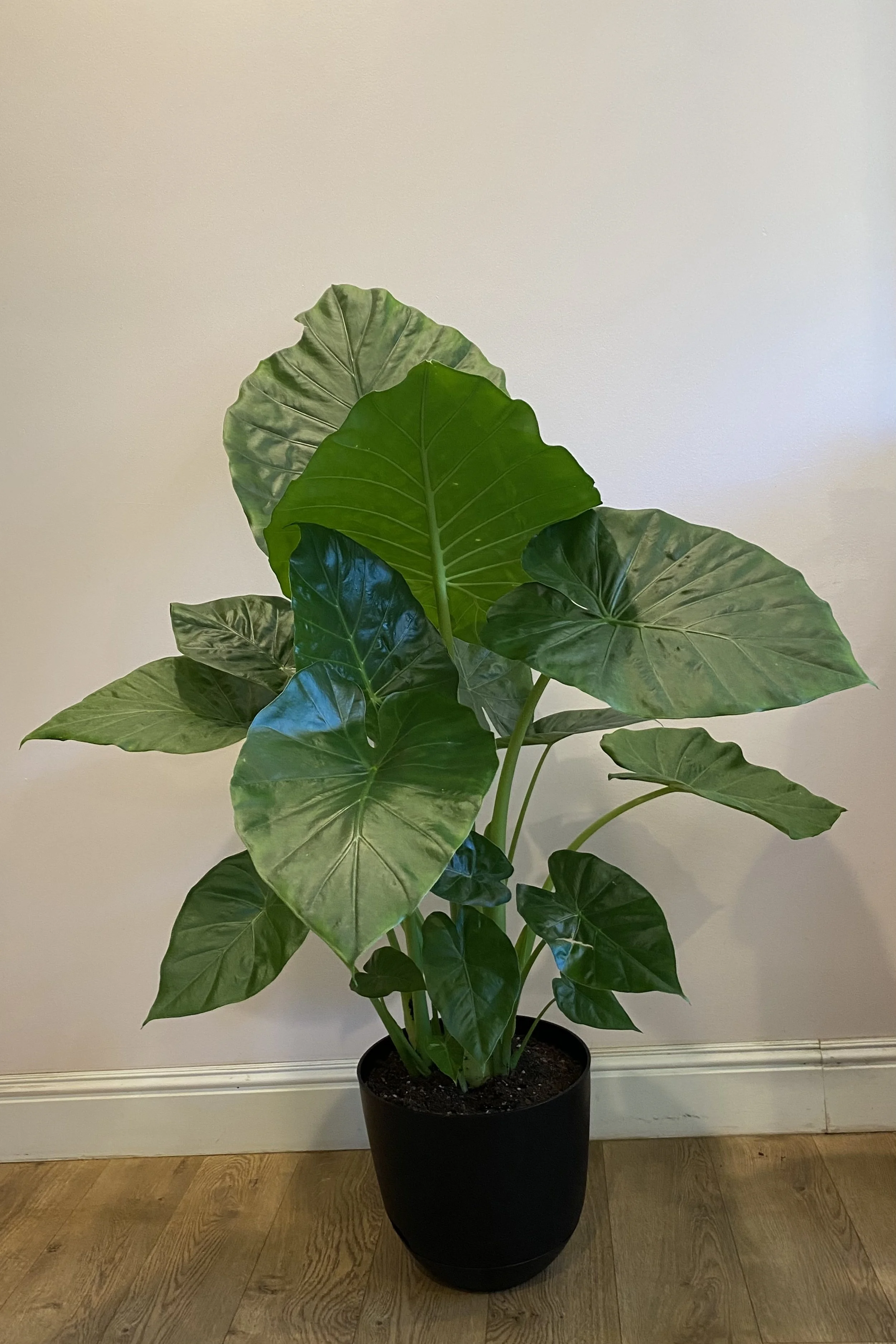 Alocasia
