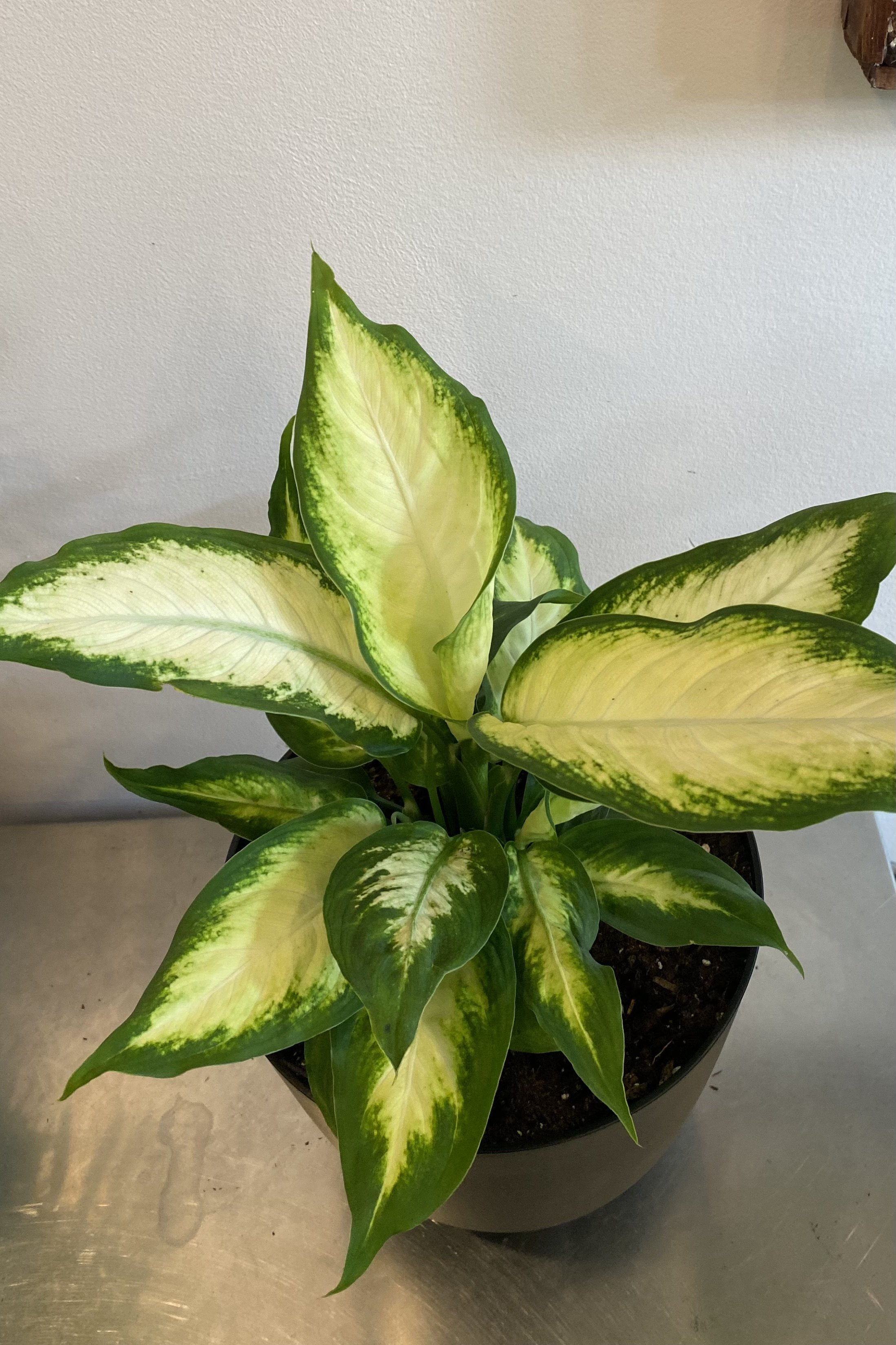 Dieffenbachia