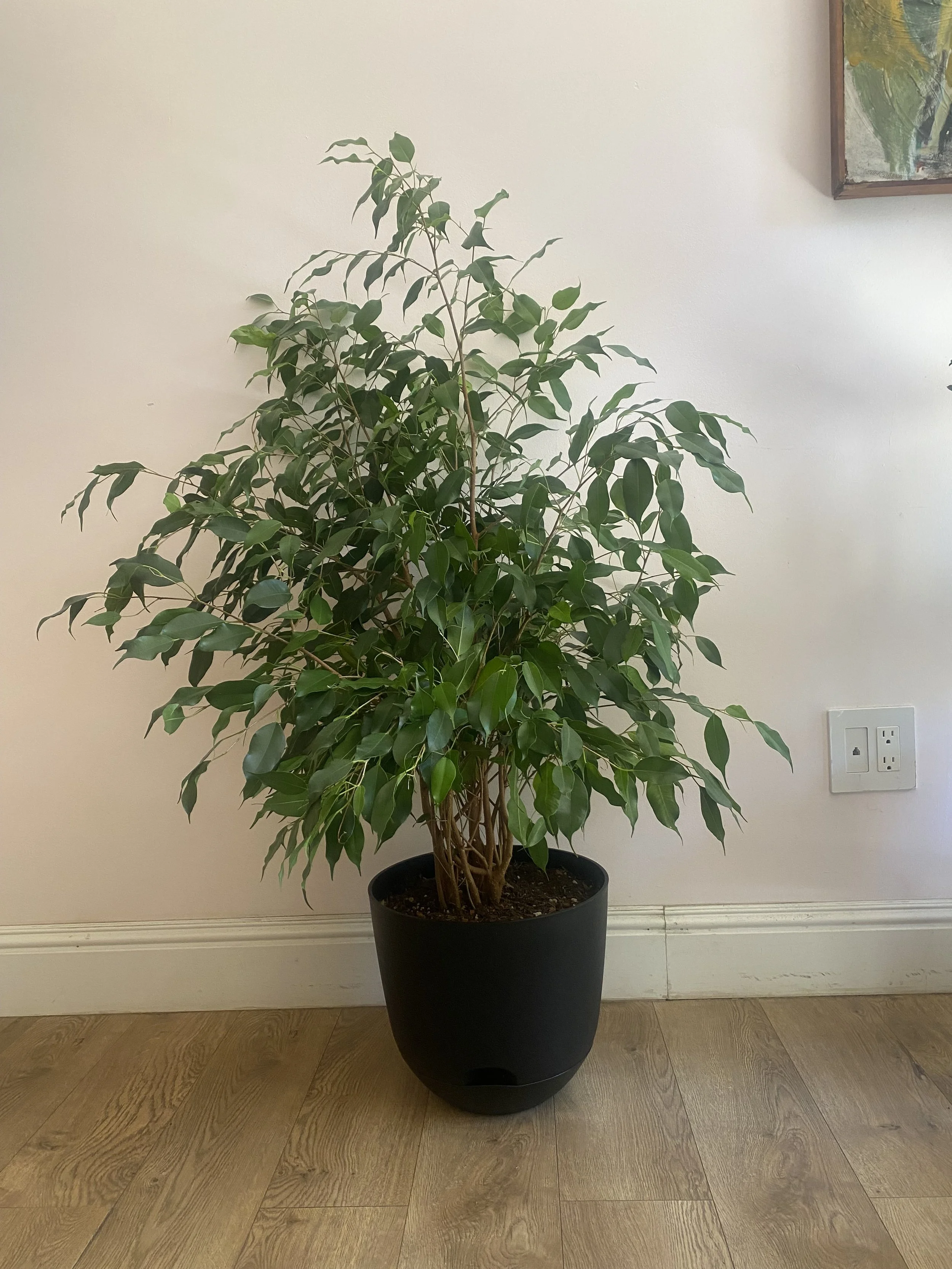Ficus Benjamina