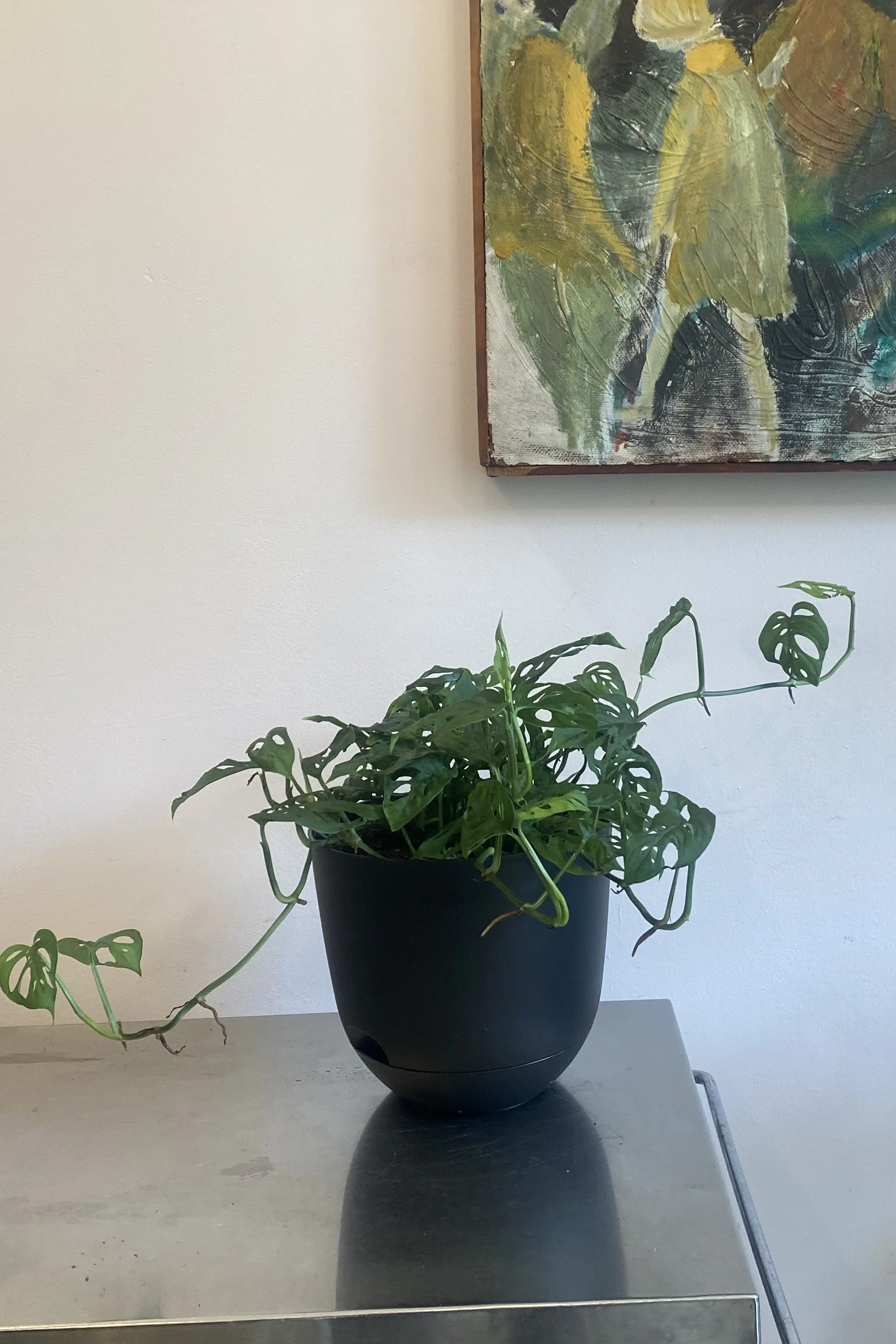 Philodendron Swiss Cheese