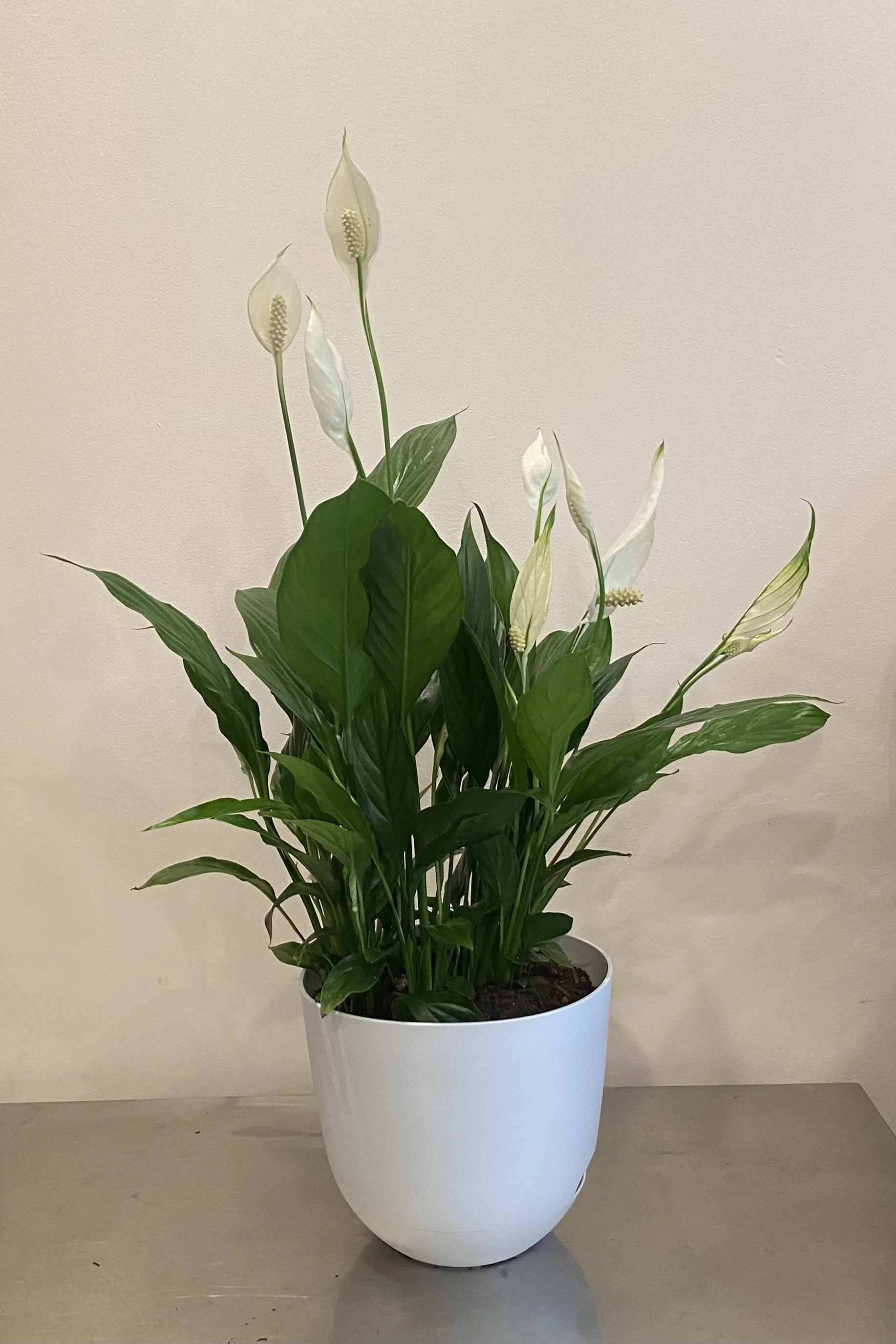 Peace lily