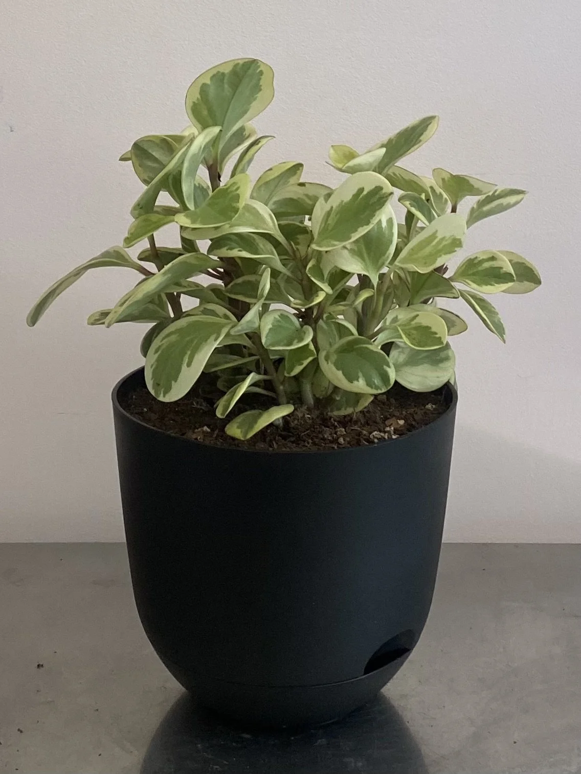 Peperomia