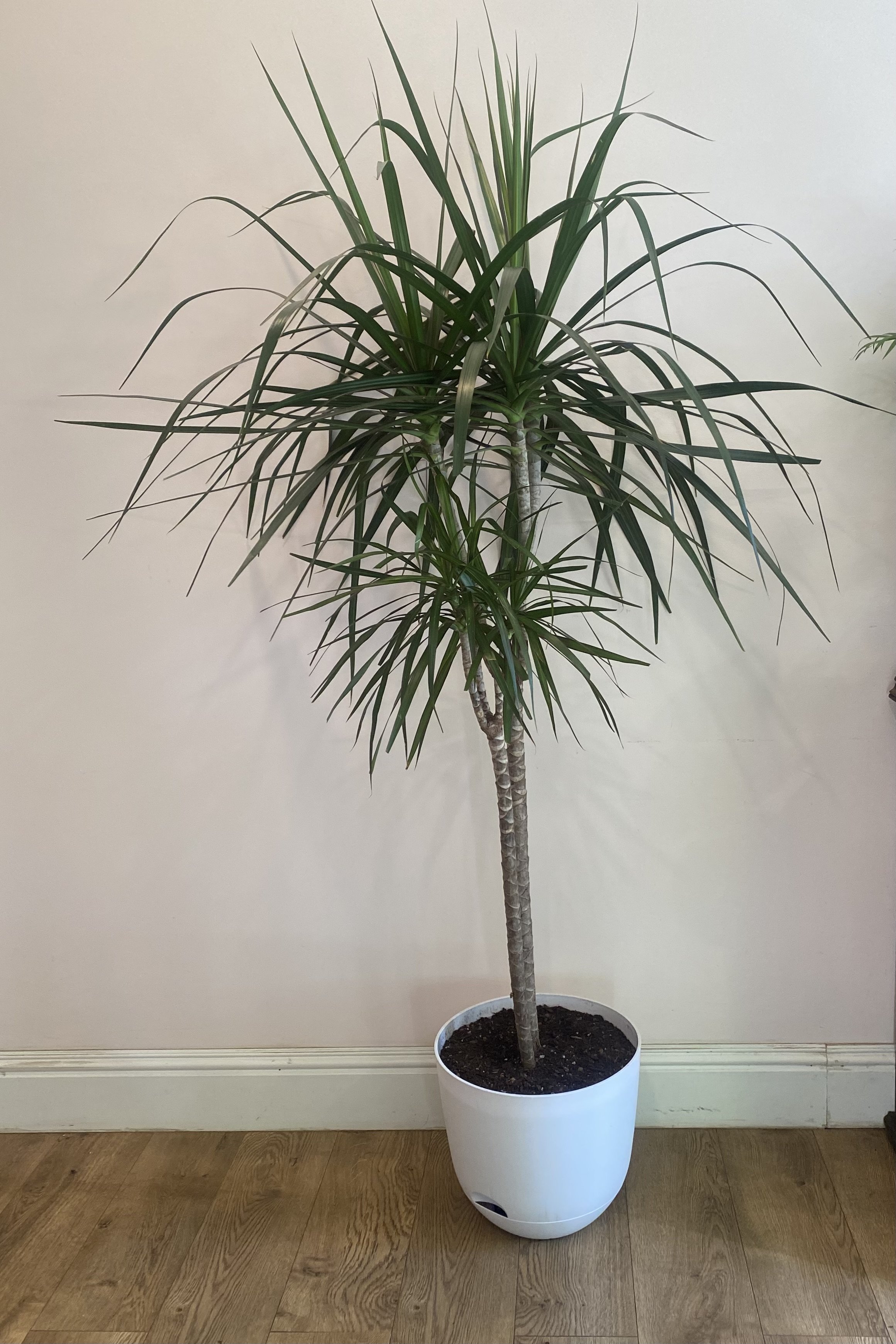 Dracaena Marginata