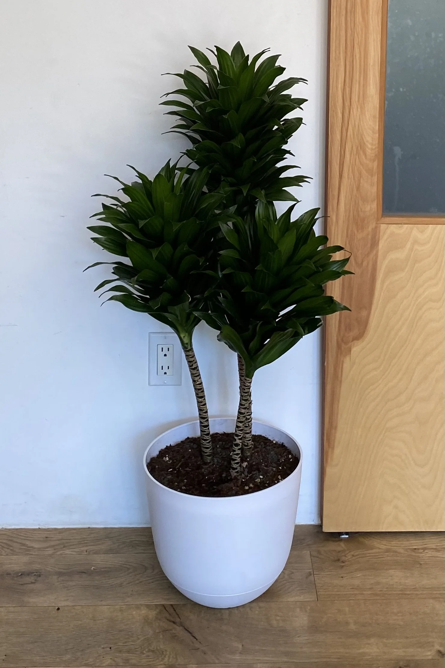 Dracaena Janet Craig