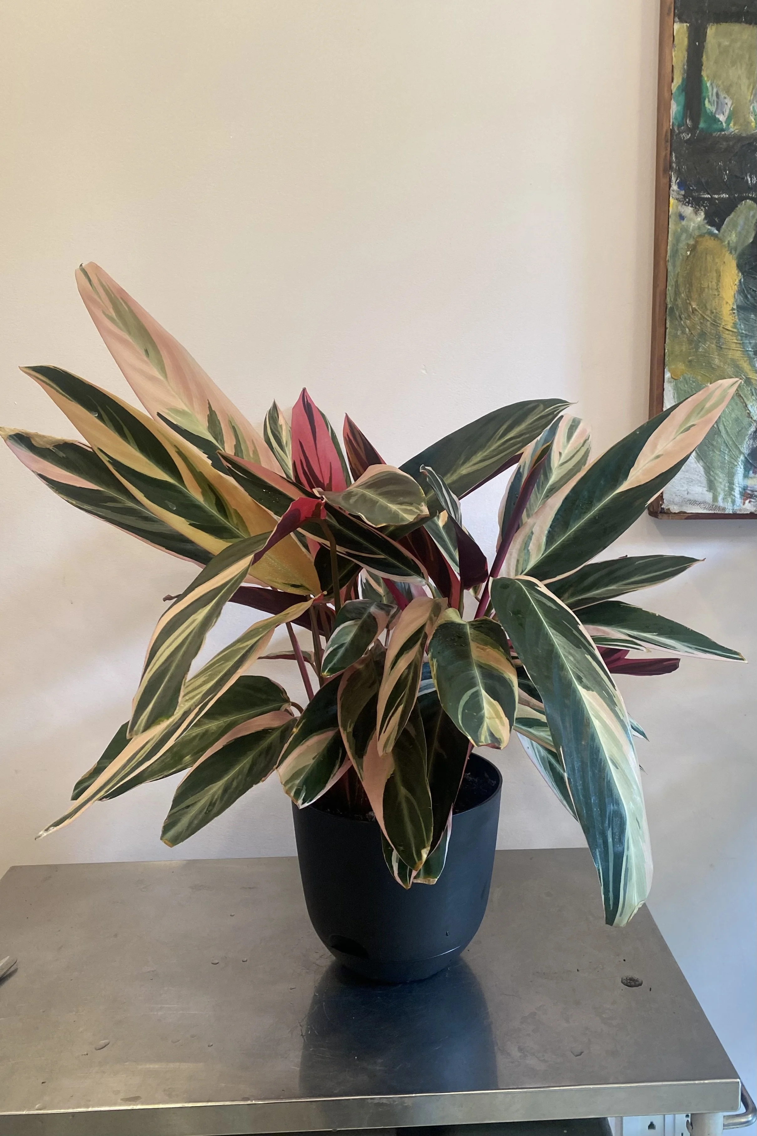 Stromanthe Triostar