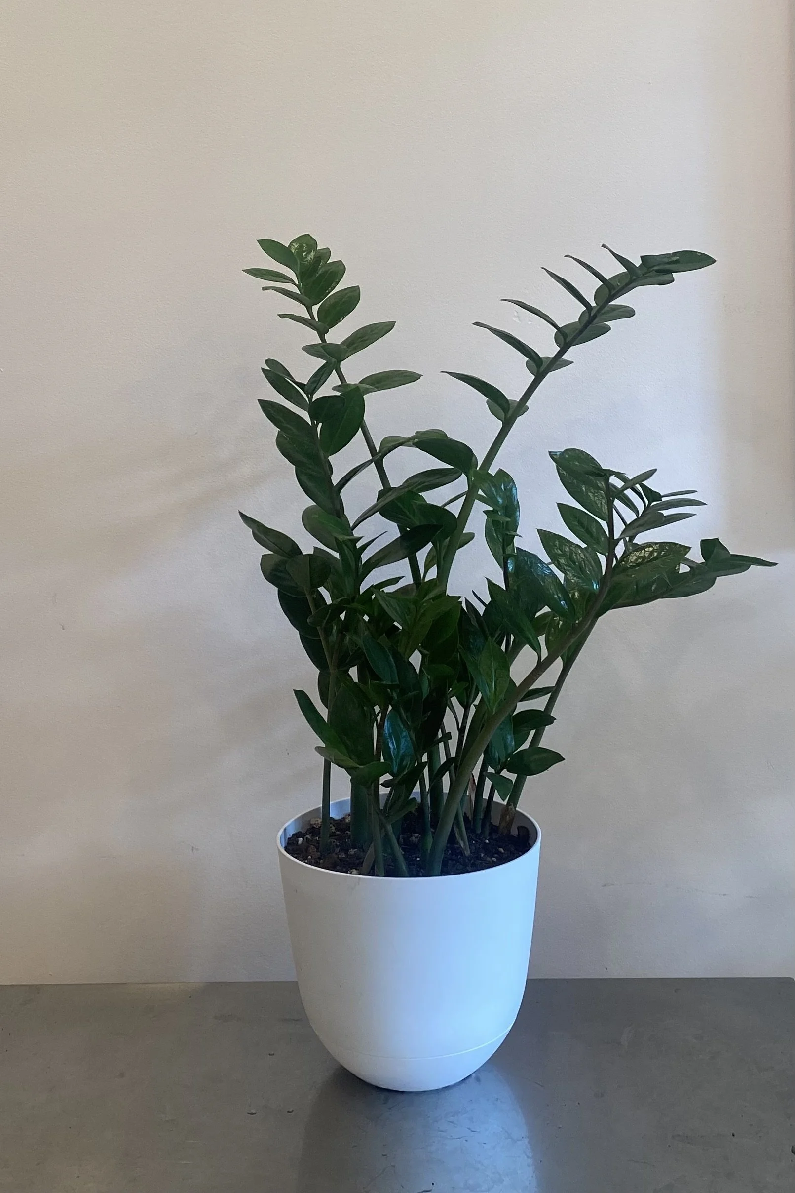 ZZ Plant