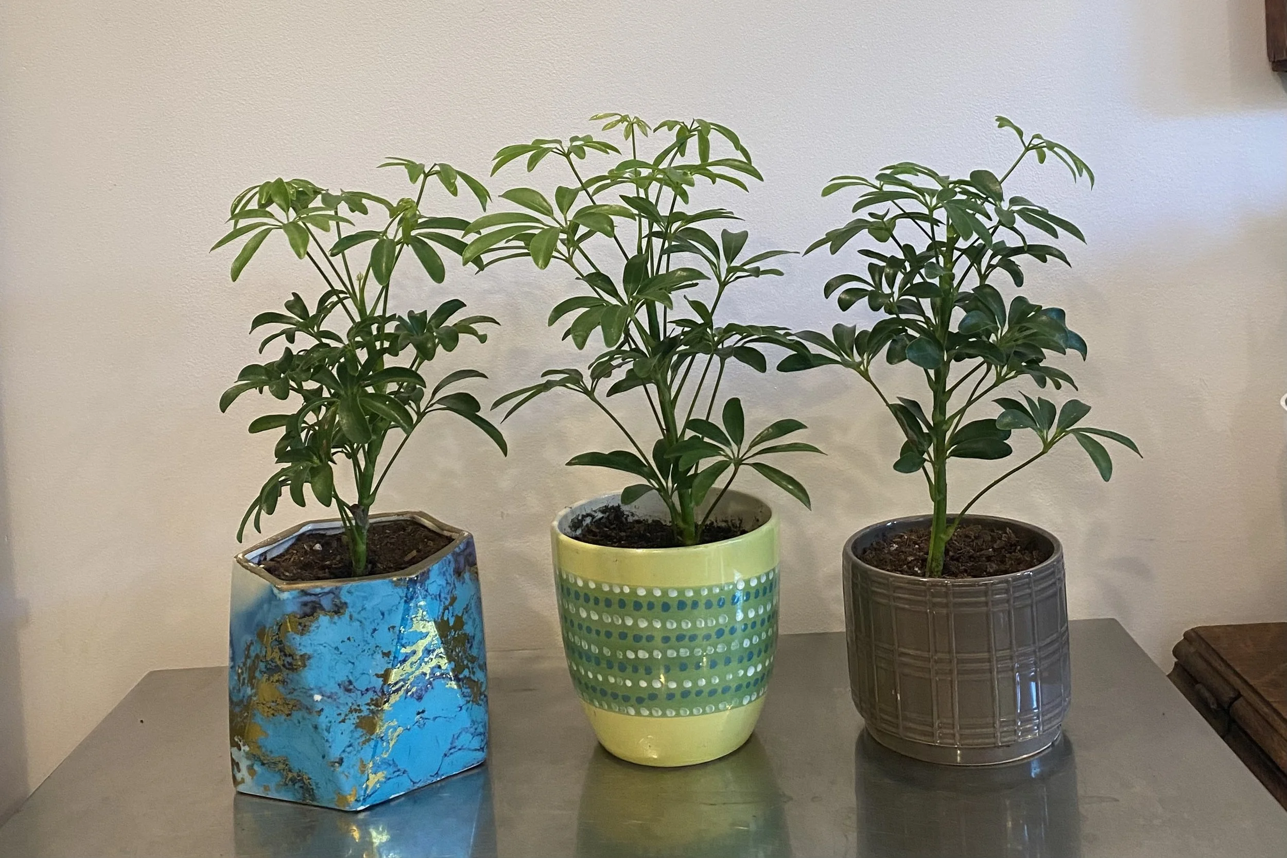 Schefflera/ Umbrella Plant