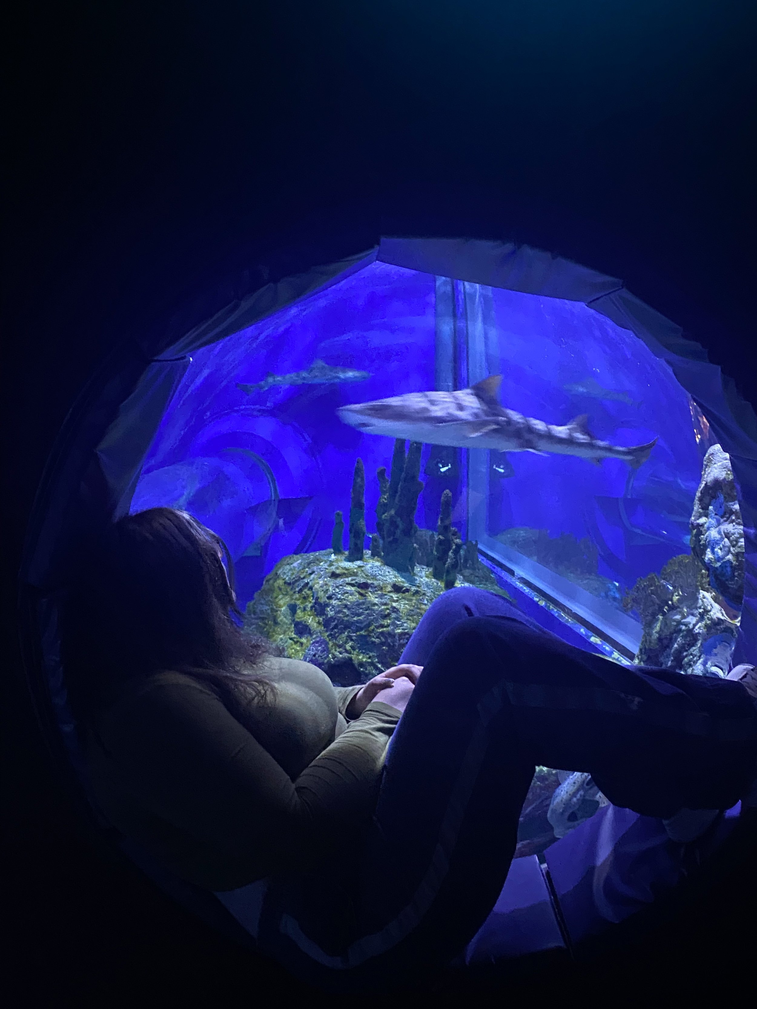 Person sitting inside an aquarium tunnel, observing a large fish swimming above, with coral and rocks visible in the background.