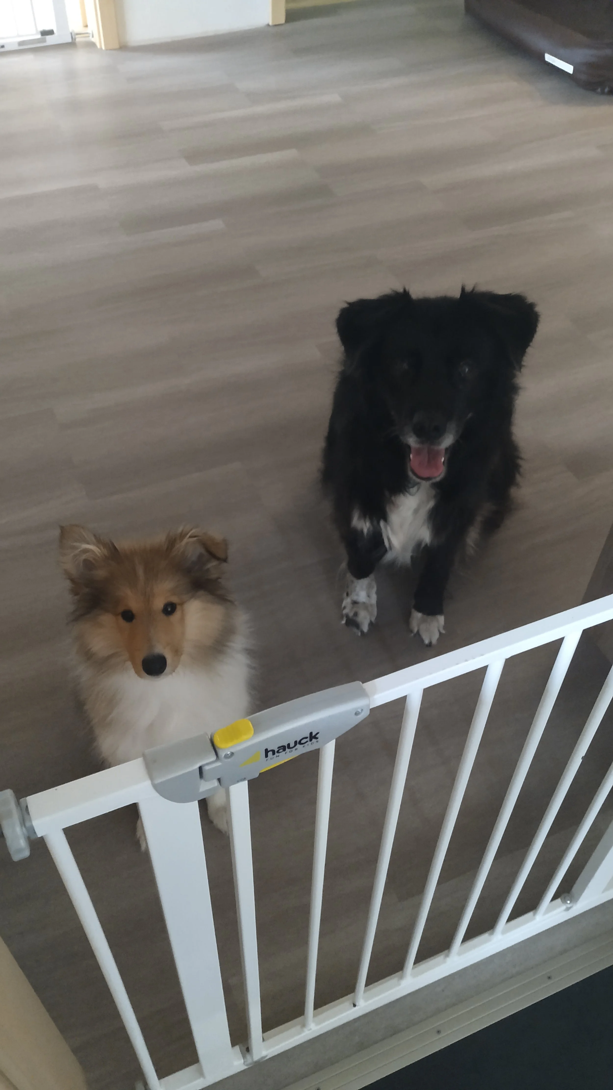 Zwei Hunde, ein kleiner Shetland Sheepdog und ein größerer Border Collie, stehen hinter einem weißen Spieltor in einem Raum mit Holzfußboden.