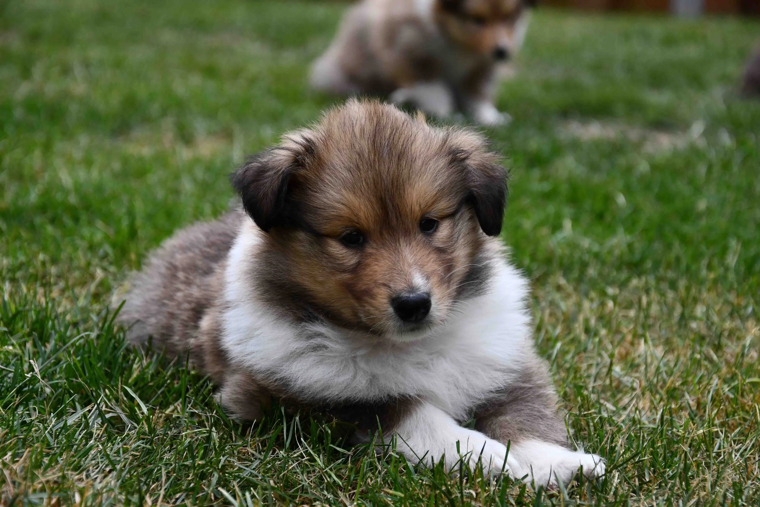 Niedlicher Welpe mit braun, schwarz und weißem Fell liegt auf grünem Gras, im Hintergrund befindet sich ein zweiter Welpe.