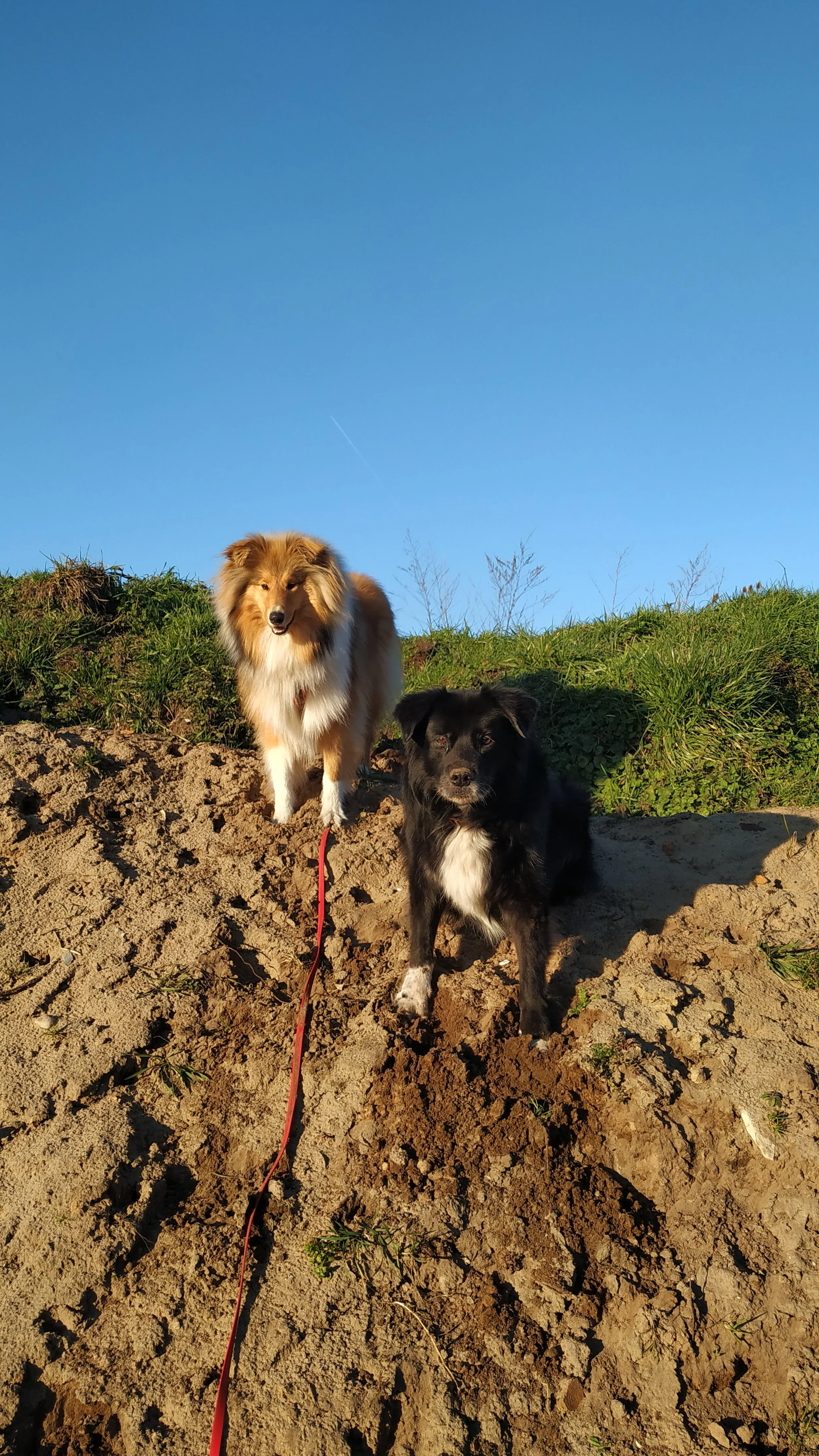 Zwei Hunde stehen auf einer kleinen Erhebung im Freien bei sonnigem Wetter.