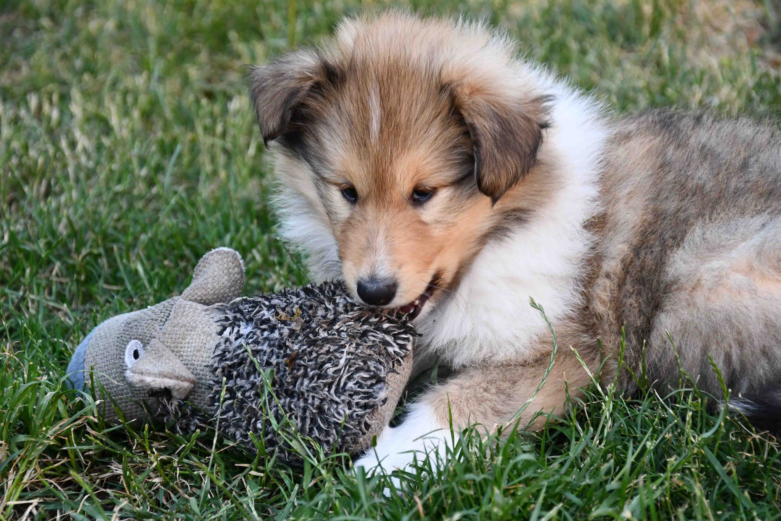 Hündchen spielt mit einem Plüschspielzeug in einem Grasfeld.