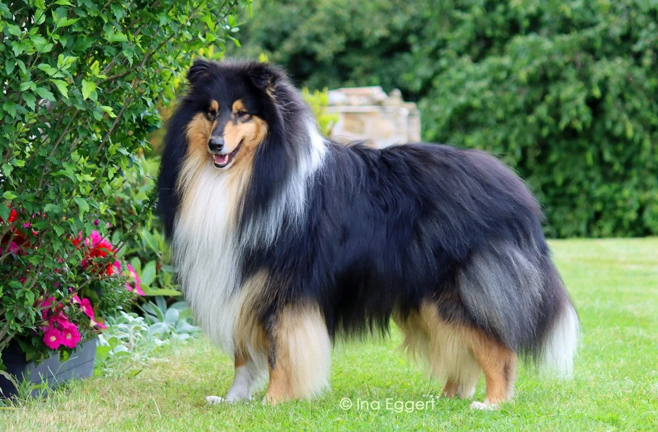 Ein Collie-Hund steht auf grasboden vor einem grünen Busch mit Blumen.