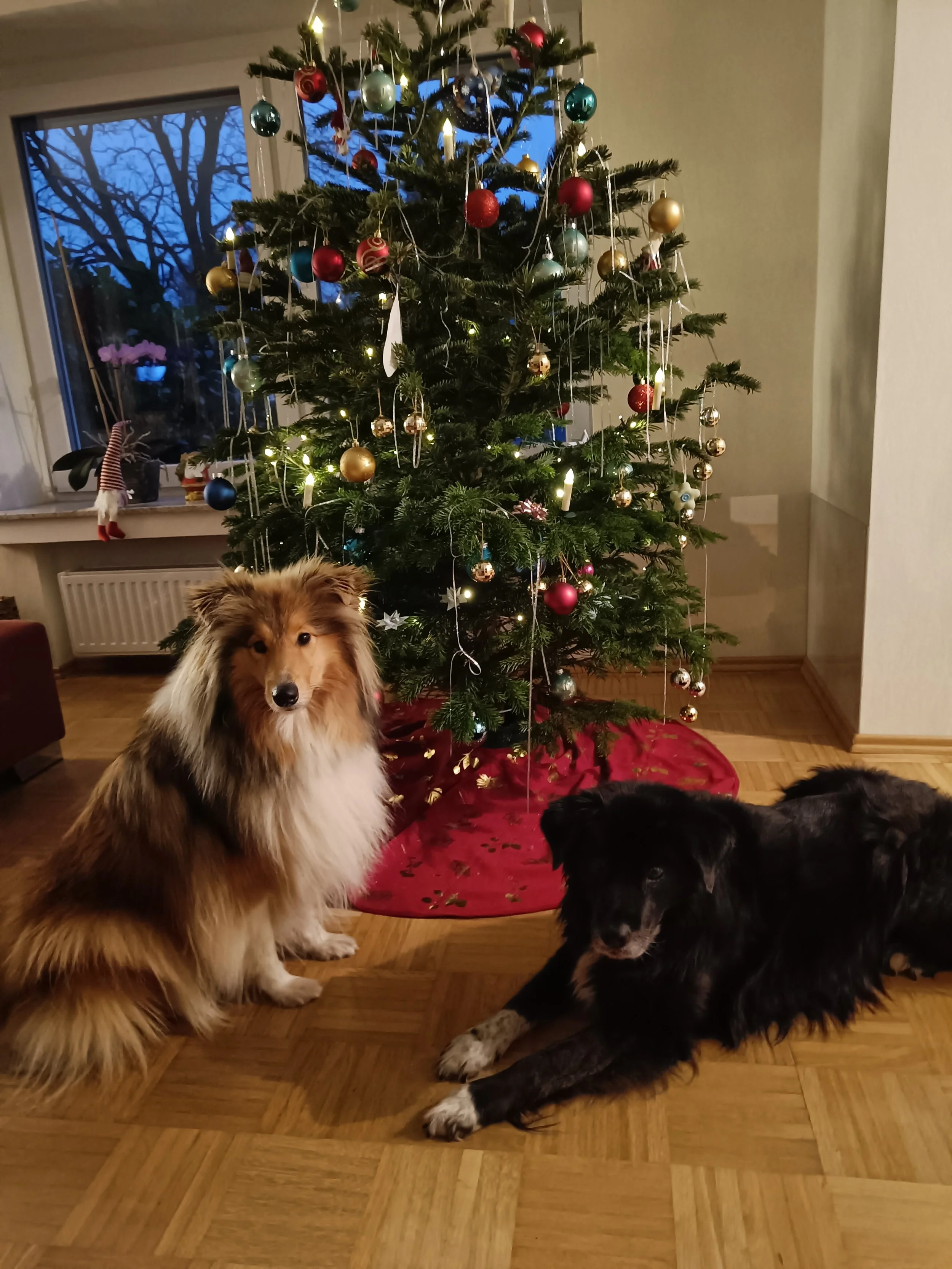 Zwei Hunde liegen vor einem geschmückten Weihnachtsbaum im Wohnzimmer, es ist dunkel draußen sichtbar durch das Fenster.