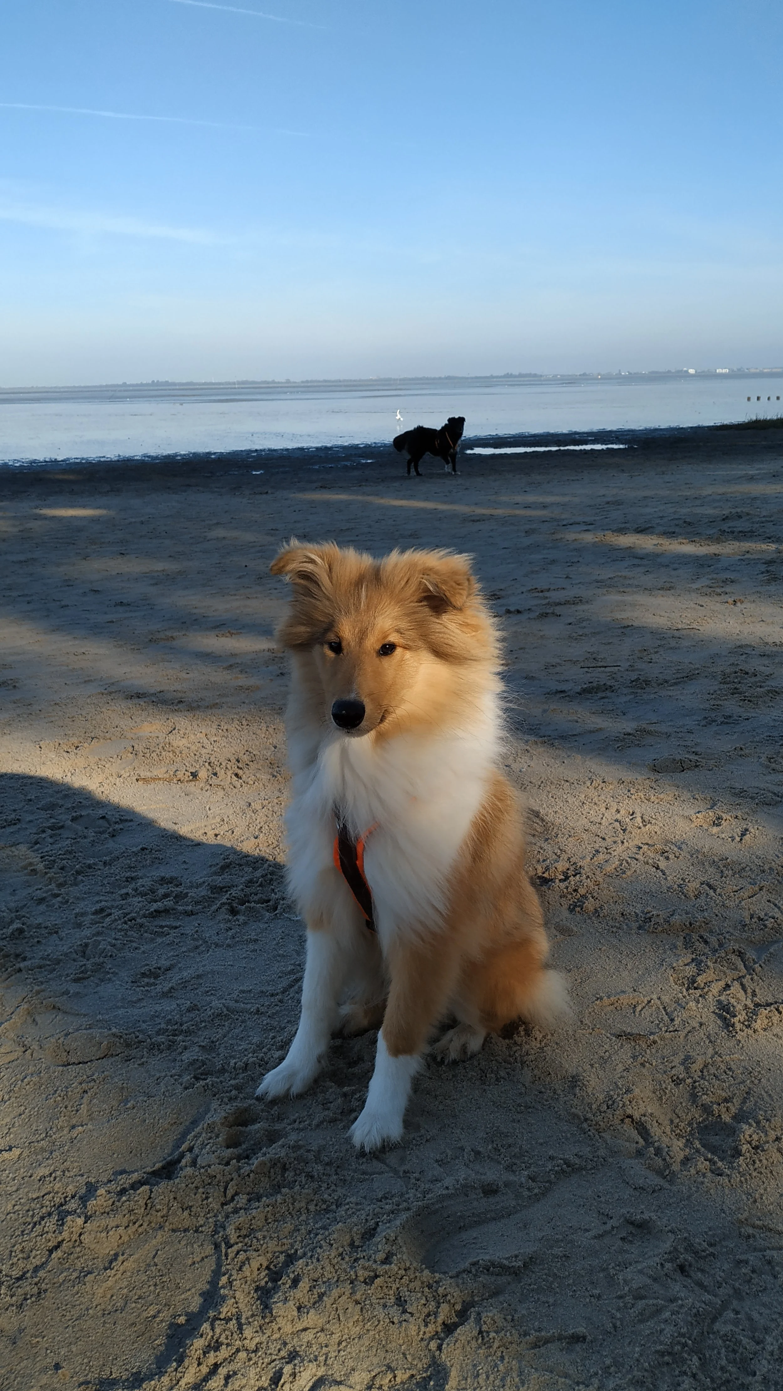 Ein Hund sitzt am Strand, im Hintergrund sind zwei weitere Hunde bei Wasser und Himmel.