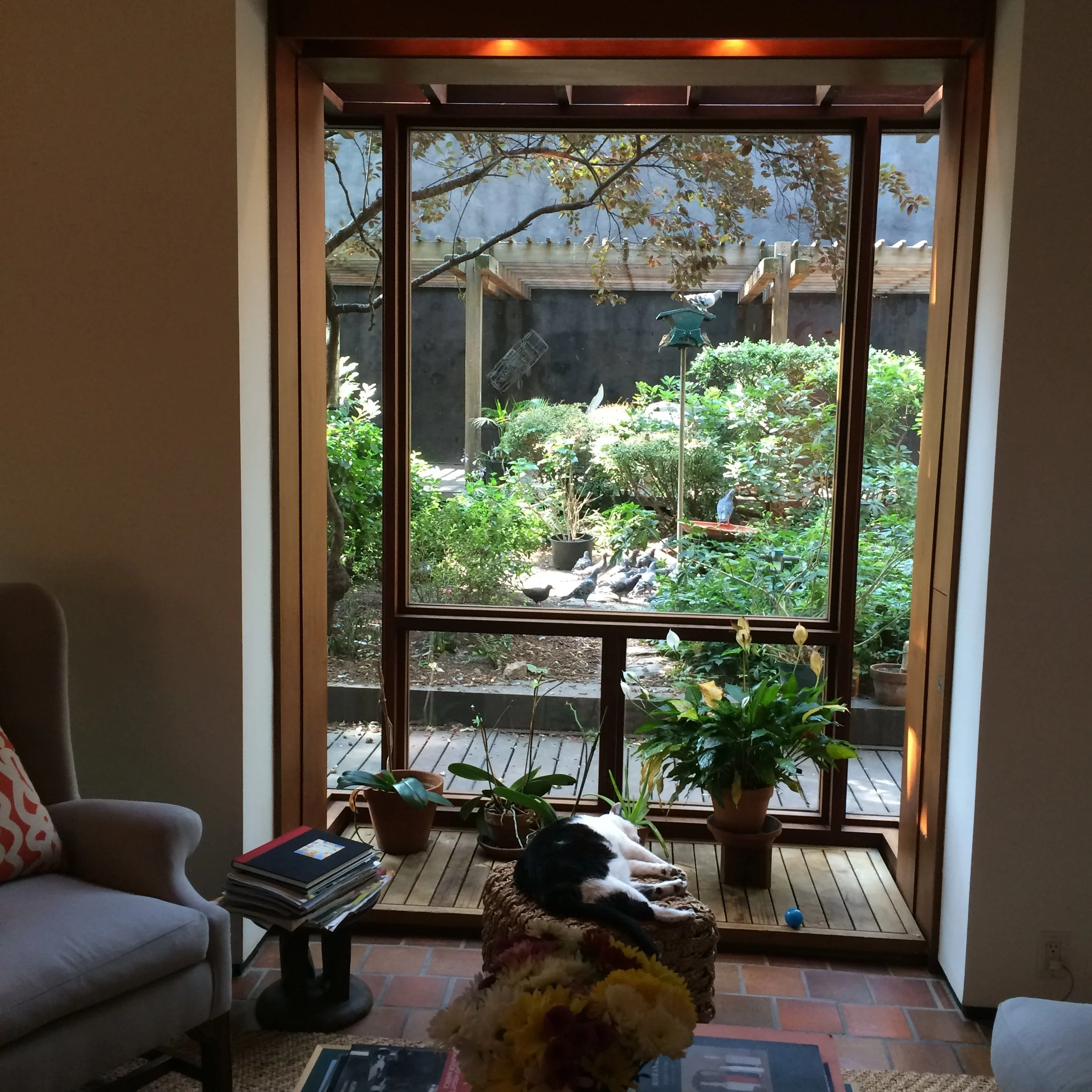 Living room with large window overlooking garden, black and white cat lying on a cushioned stool, potted plants on a wooden table, and a stack of magazines next to an armchair.