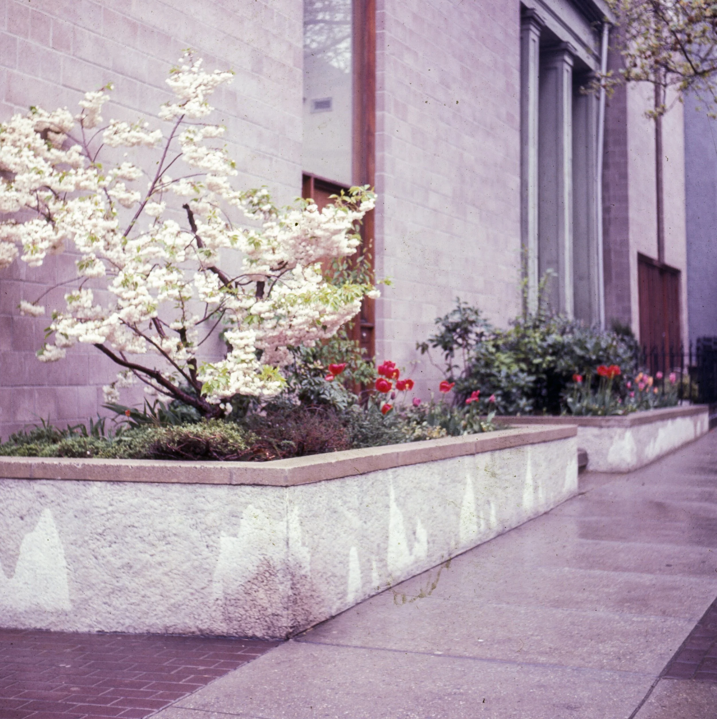 Flower bed with blooming white and pink flowers next to a building with a brick wall and windows.