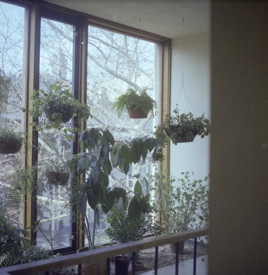 top floor 48 plants window hall facing willow.jpeg