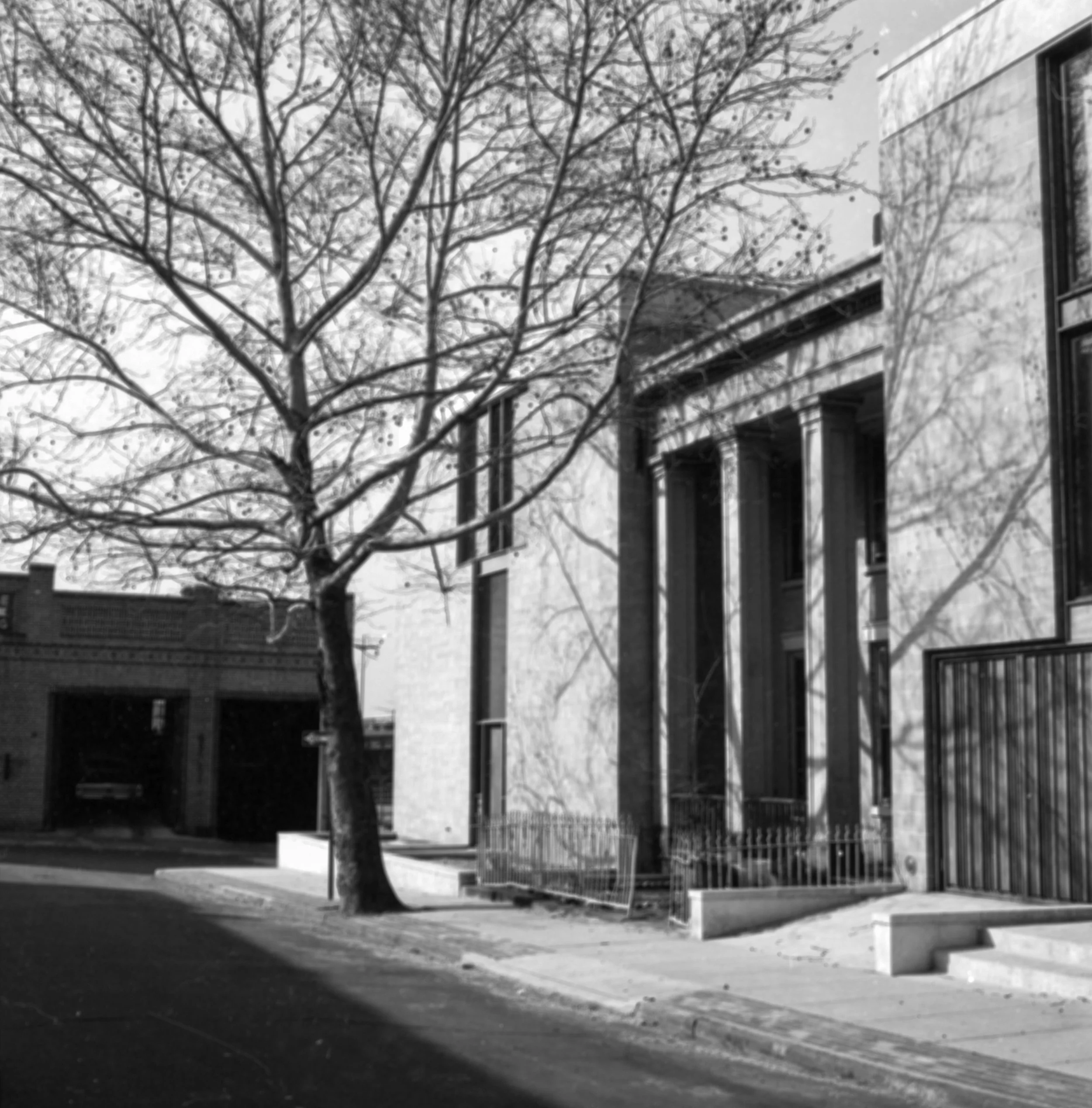 Black and white photo of a building with some columns, a leafless tree in front, and a sidewalk with steps.
