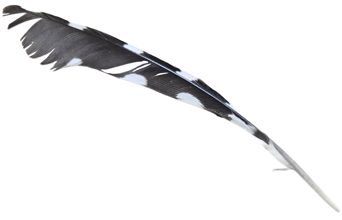 Close-up of a black and white patterned bird feather.