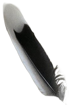Close-up image of a black pen lying on a white surface.
