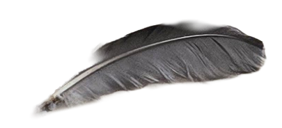 Close-up of a black feather with a white shaft.