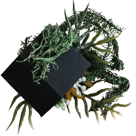 A black box surrounded by various green plants and succulents.