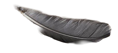 A black feather with a slightly curved shape and detailed barbs.