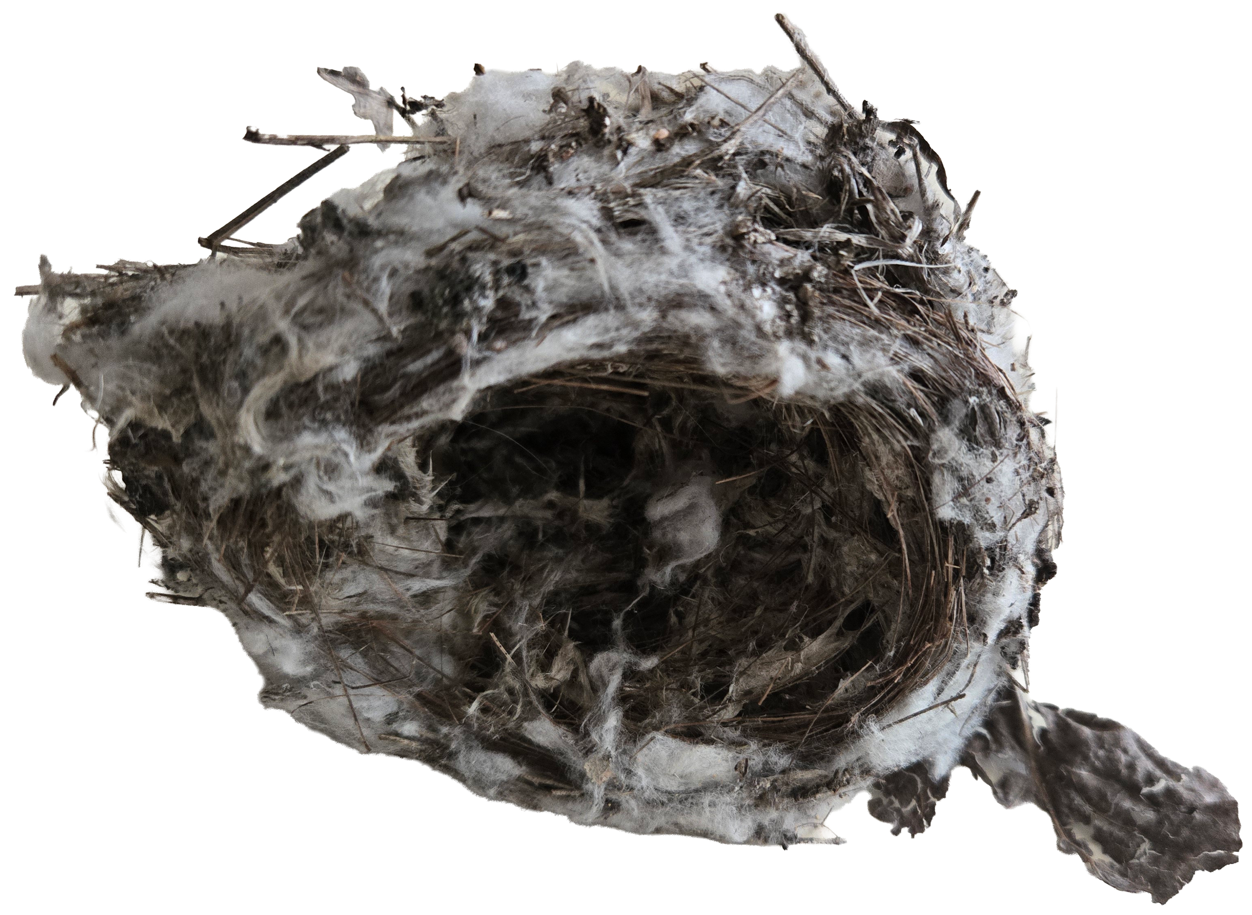 Close-up of an abandoned bird's nest made of twigs and mud, with some white cotton-like material, isolated on a plain background.