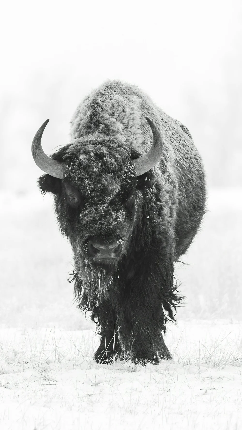 A lone bison walking through falling snow